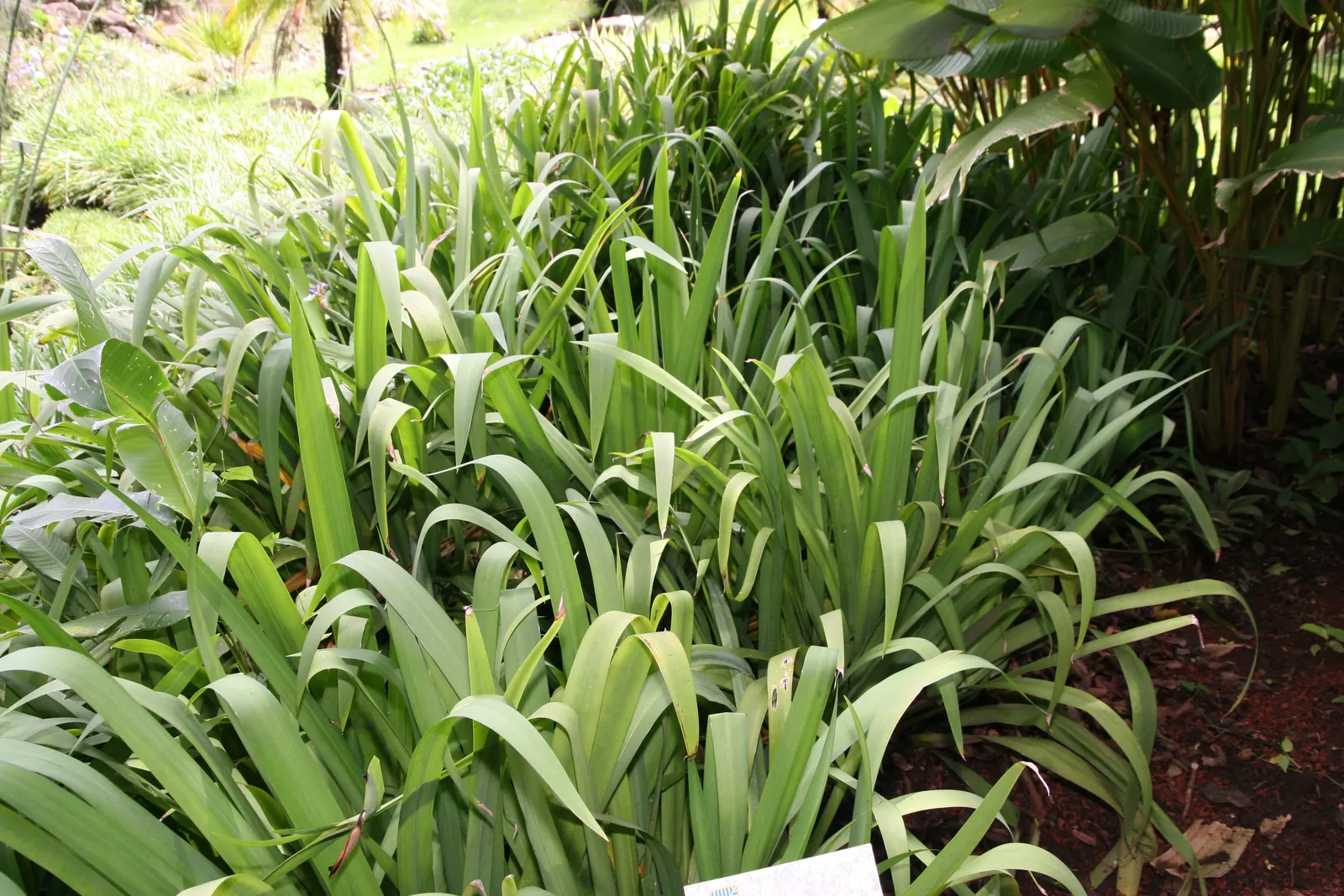 Apostle Plant (Neomarica Caerulea) — Minimal pruning is needed - just remove any spent flowers or damaged leaves to maintain its neat appearance