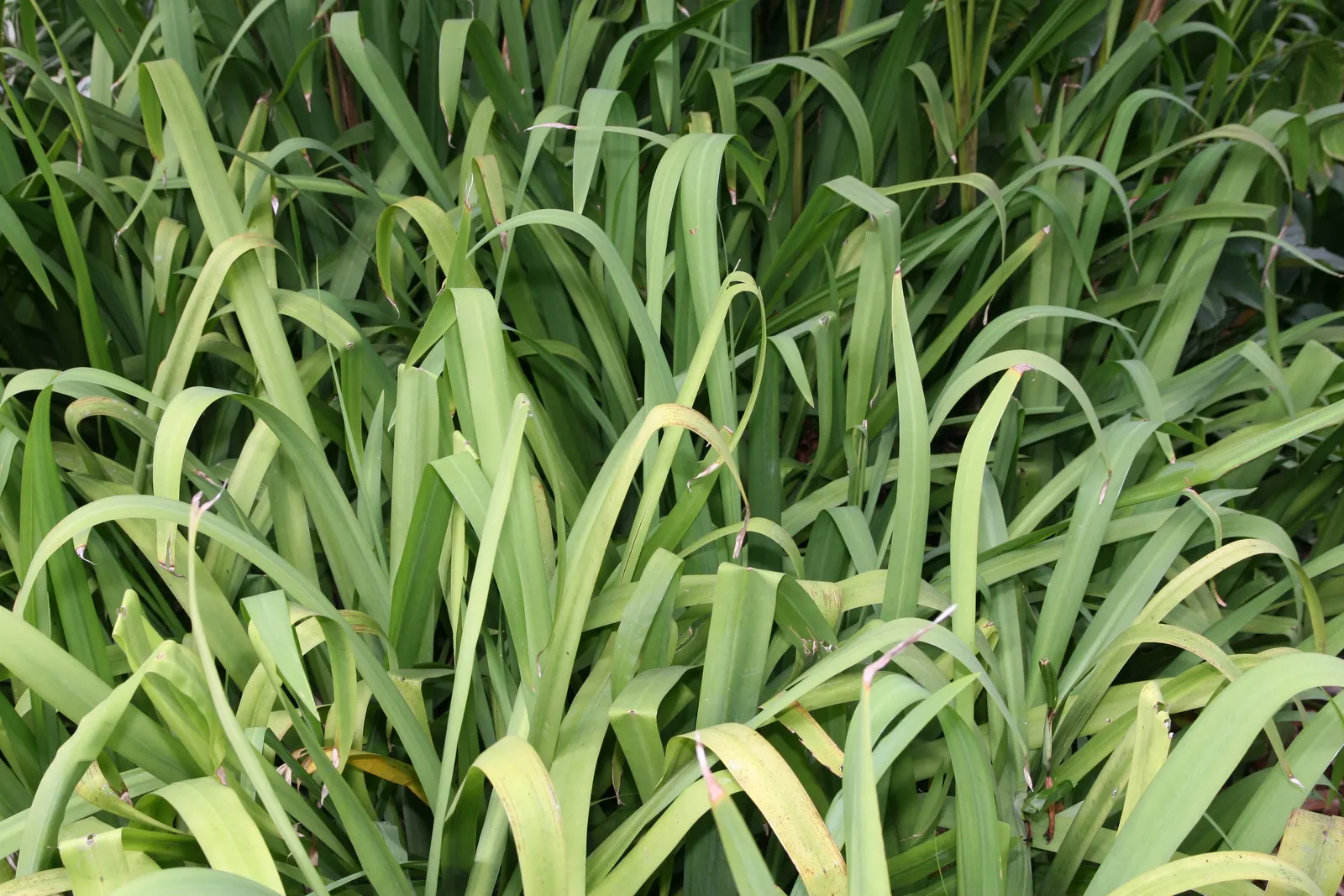 Apostle Plant (Neomarica Caerulea) — In colder climates, it should be grown in containers that can be moved indoors; blooms typically appear in the spring and