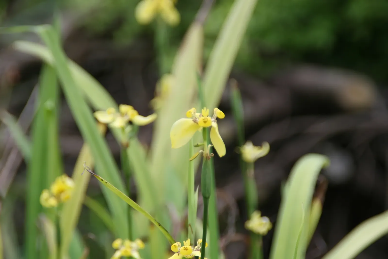 Apostle Plant (Neomarica Caerulea) — with a preference for slightly acidic to neutral pH levels.<br><br>It boasts iris-like; blooms typically appear in the