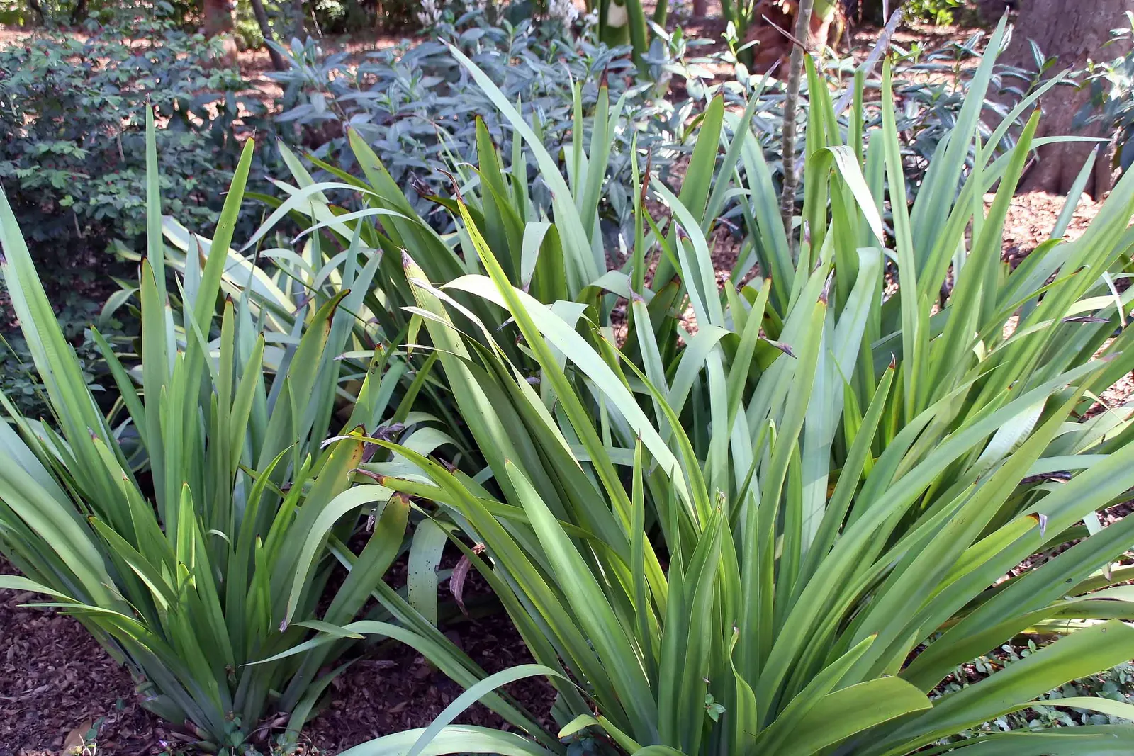 Apostle Plant (Neomarica Caerulea) — blue to violet flowers that can span up to 4 inches across; making it a low-maintenance choice for the, image 100