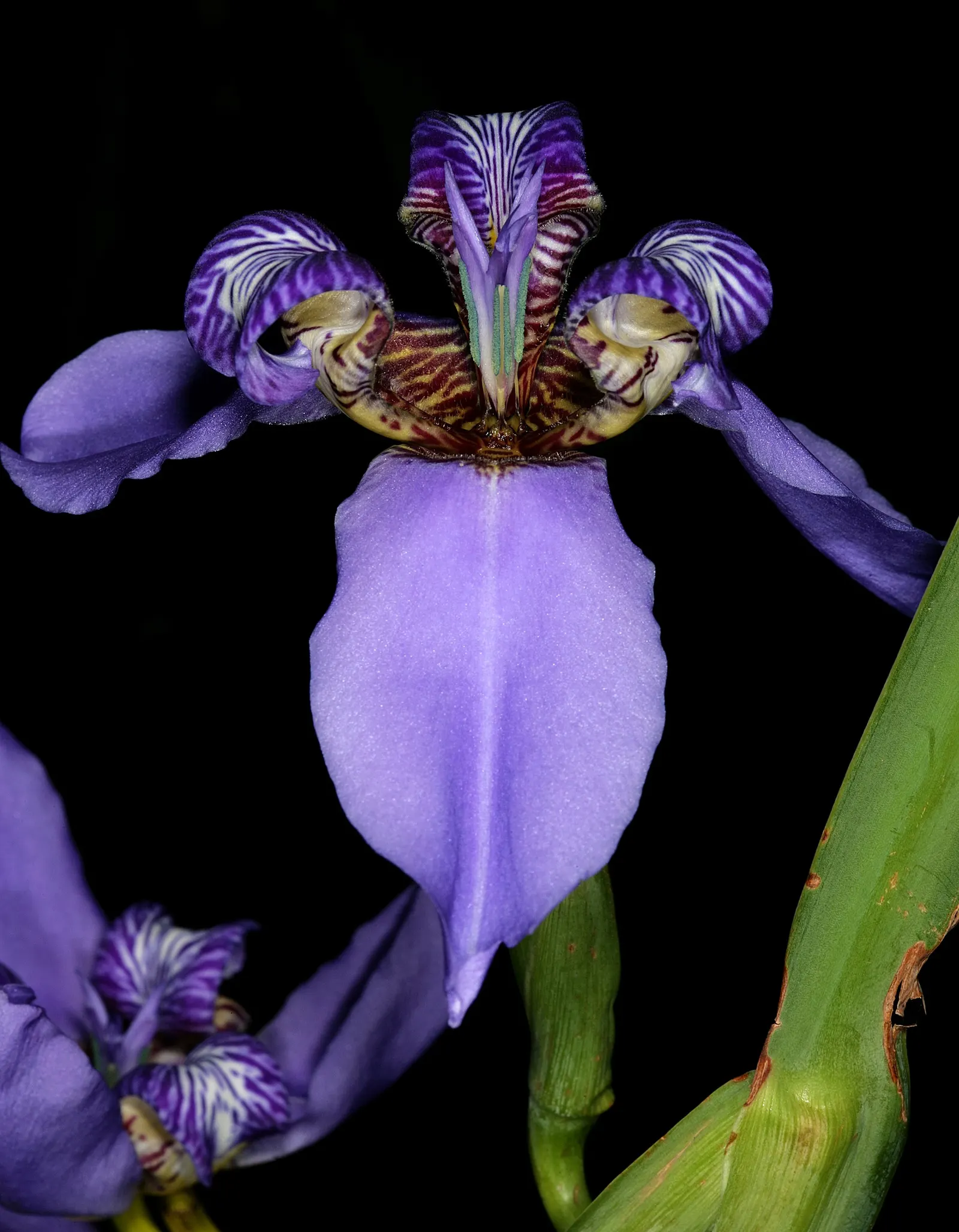 Apostle Plant (Neomarica Caerulea) — Native to the tropical regions of Central and South America, it flourishes in USDA hardiness zones 9 to 11