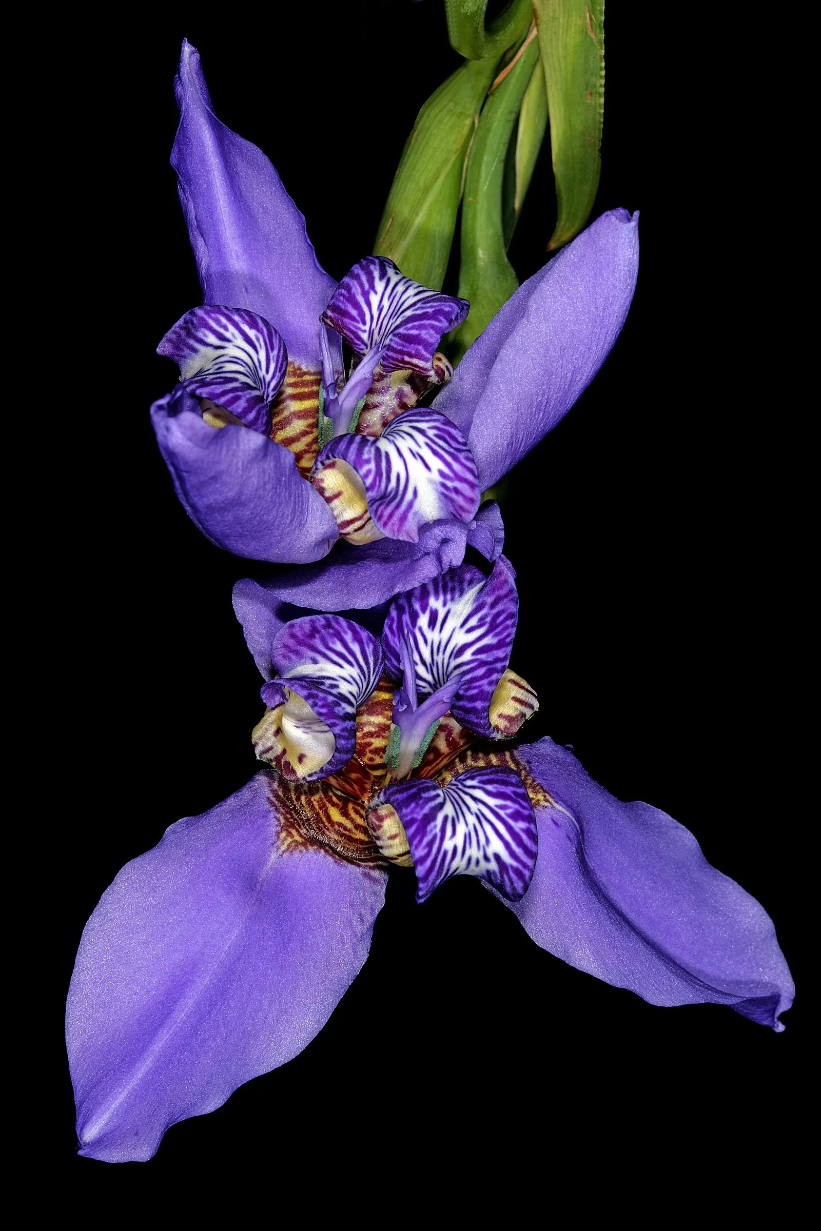 Apostle Plant (Neomarica Caerulea) — In colder climates, it should be grown in containers that can be moved indoors; blooms typically appear in the, image 107