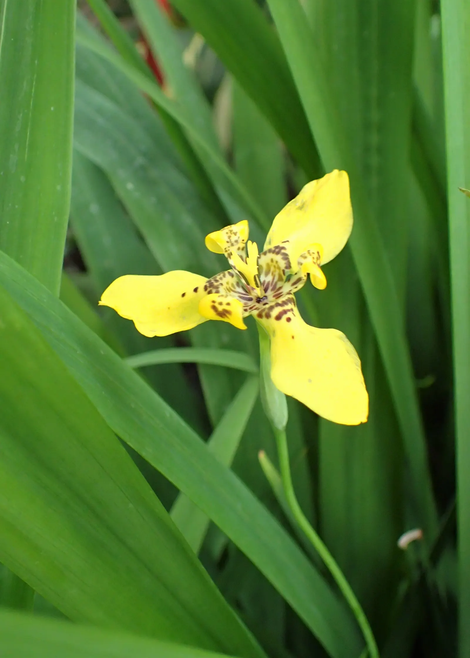 Apostle Plant (Neomarica Caerulea) — but be wary of overwatering; it thrives in partial to full shade, image 134