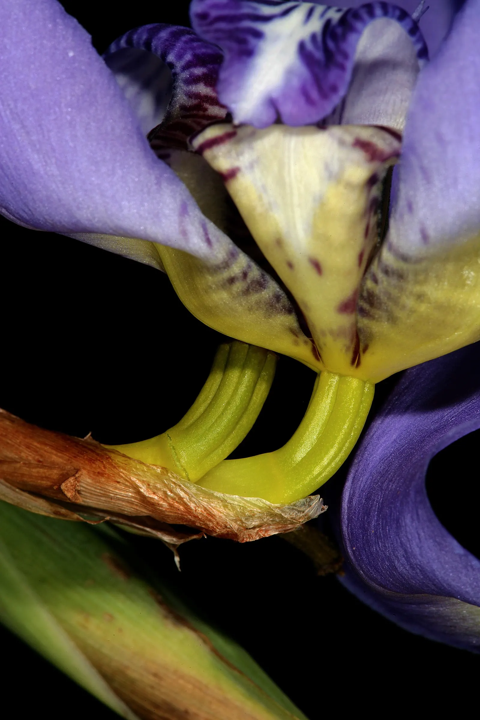 Apostle Plant (Neomarica Caerulea) — scientifically known as Neomarica caerulea; blooms typically appear in the spring and summer, presenting a, image 119