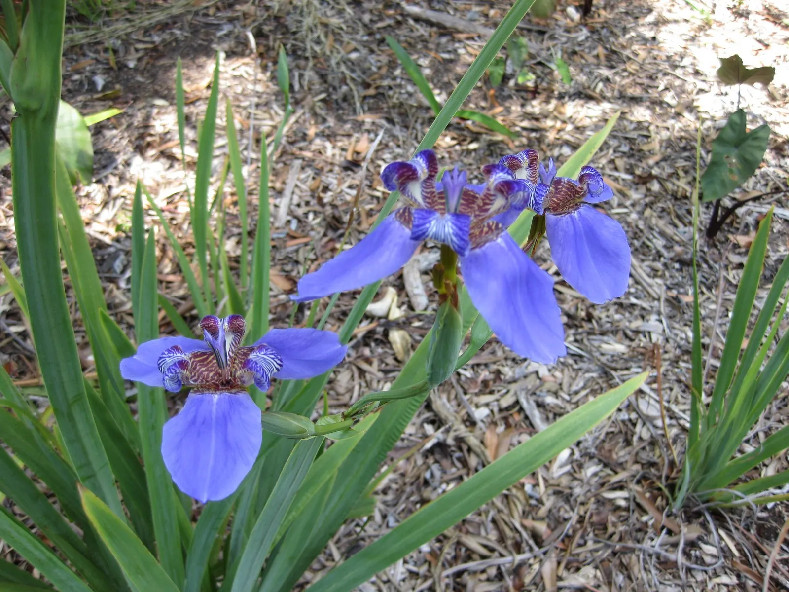 Apostle Plant (Neomarica Caerulea) — Prefers partial sun to light shade and well-draining soil; in spring, this iris relative showcases striking, image 61
