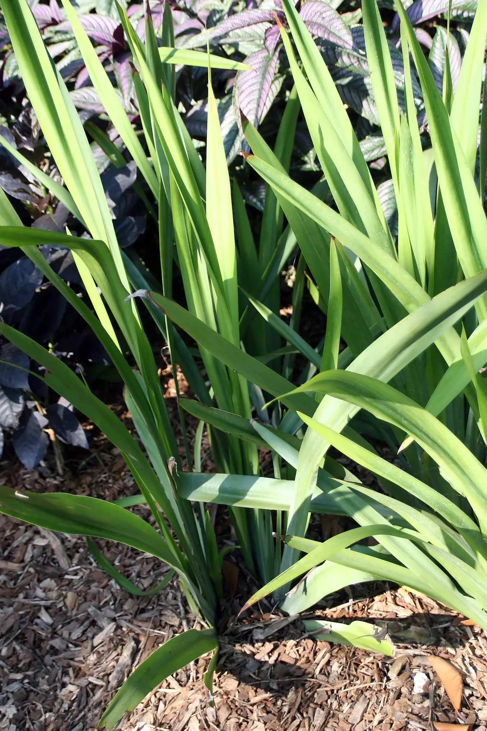 Apostle Plant (Neomarica Caerulea) — It earns its name by typically flowering when it sports 12 or more foliage fans; blooms typically appear in, image 59