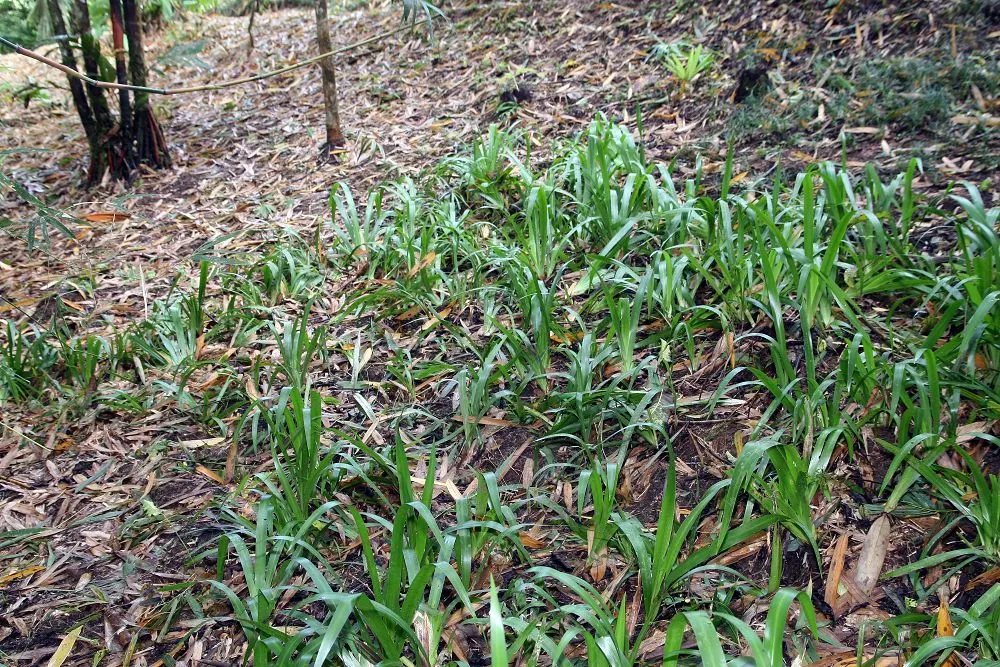 Apostle Plant (Neomarica Caerulea) — reaching up to 3 feet long; it thrives in partial to full shade, image 142