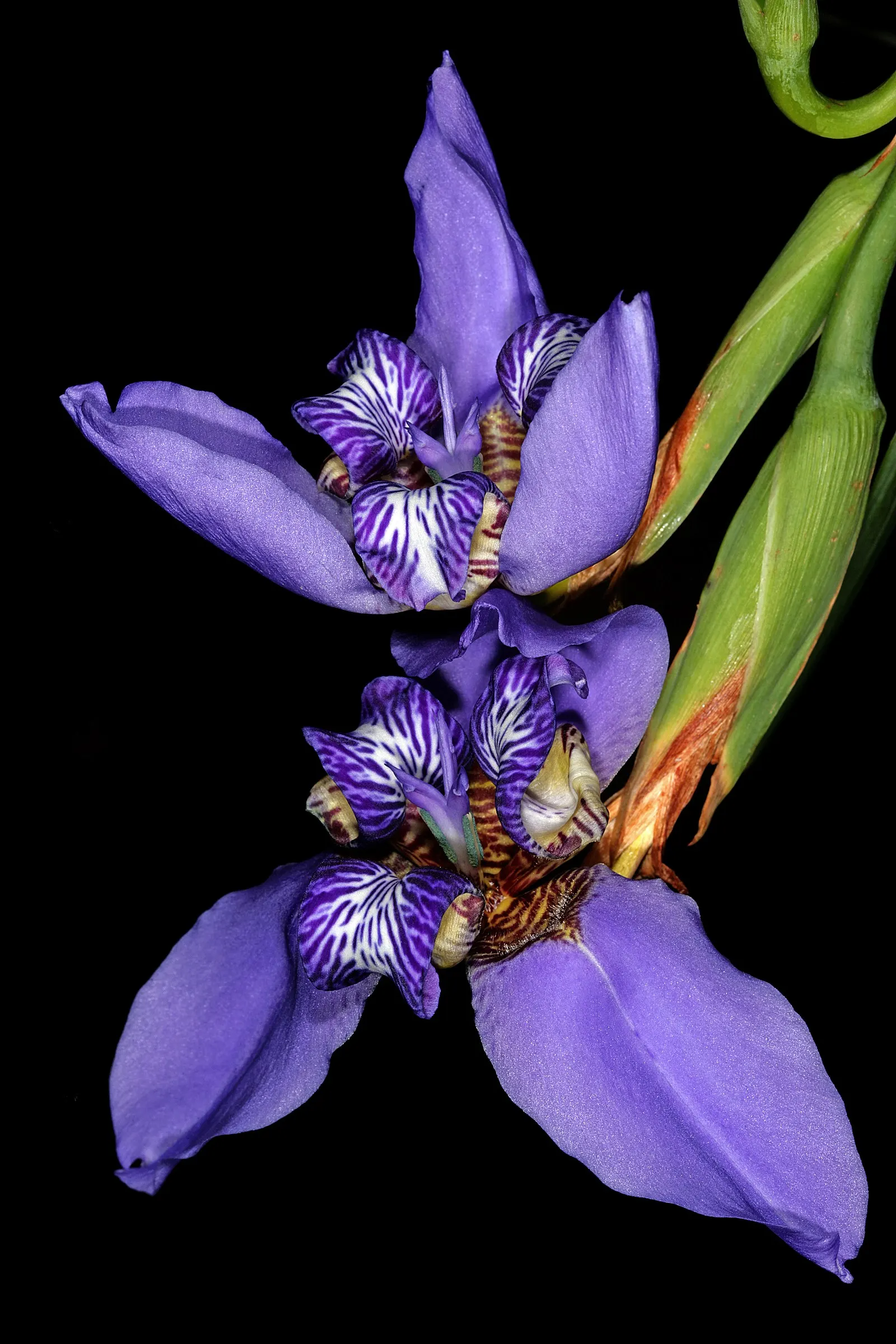 Apostle Plant (Neomarica Caerulea) — is a captivating perennial that adds a tropical touch to any garden; making it a low-maintenance choice for, image 92