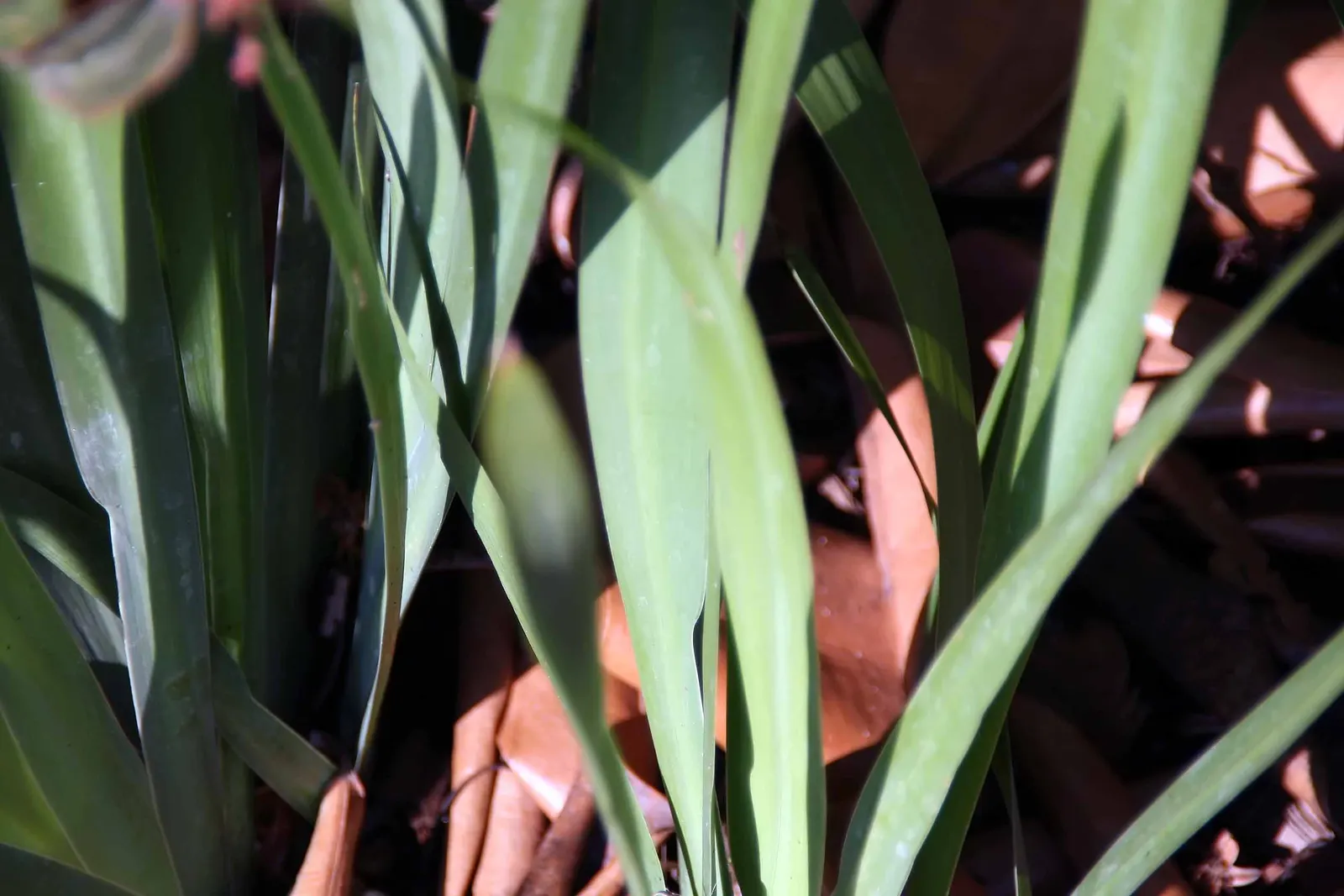 Apostle Plant (Neomarica Caerulea) — The Apostle Plant requires well-draining soil