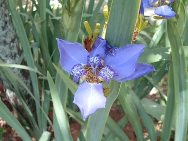 Apostle Plant (Neomarica Caerulea) — The foliage is equally impressive