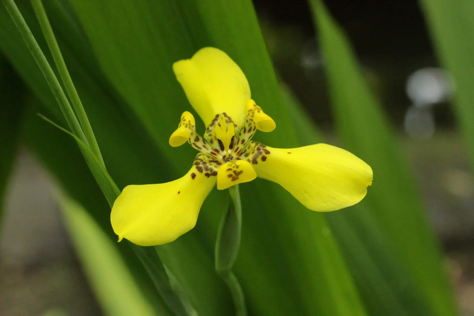 Apostle Plant (Neomarica Caerulea) — blue to violet flowers that can span up to 4 inches across; making it a low-maintenance choice for the discerning gardener