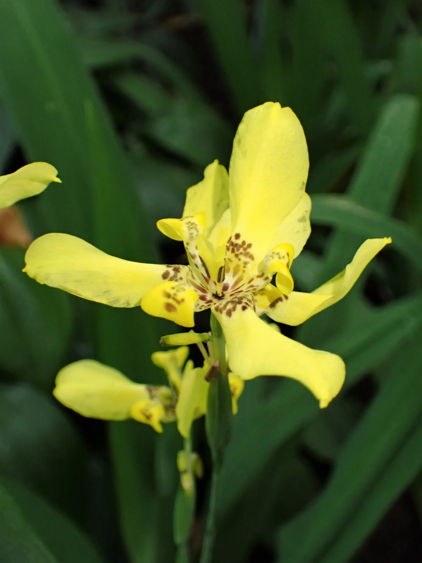 Apostle Plant (Neomarica Caerulea) — scientifically known as Neomarica caerulea; blooms typically appear in the spring and summer, presenting a showy display
