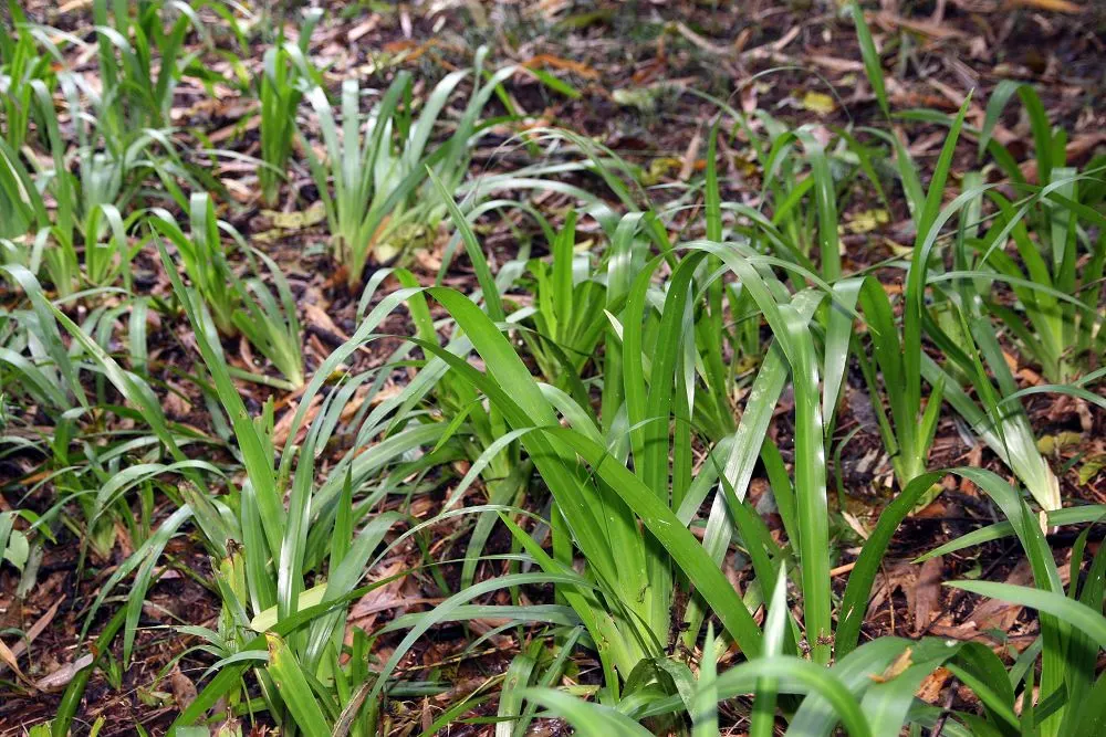 Apostle Plant (Neomarica Caerulea) — Blooms typically appear in the spring and summer, presenting a showy display