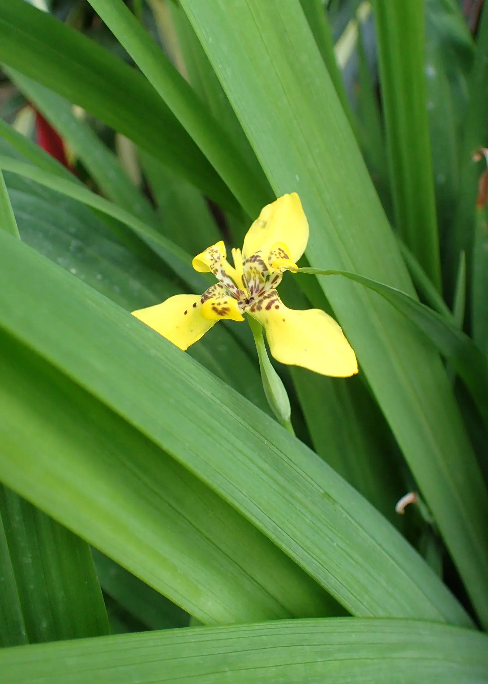 Apostle Plant (Neomarica Caerulea) — Minimal pruning is needed - just remove any spent flowers or damaged leaves to maintain its neat appearance; making it a