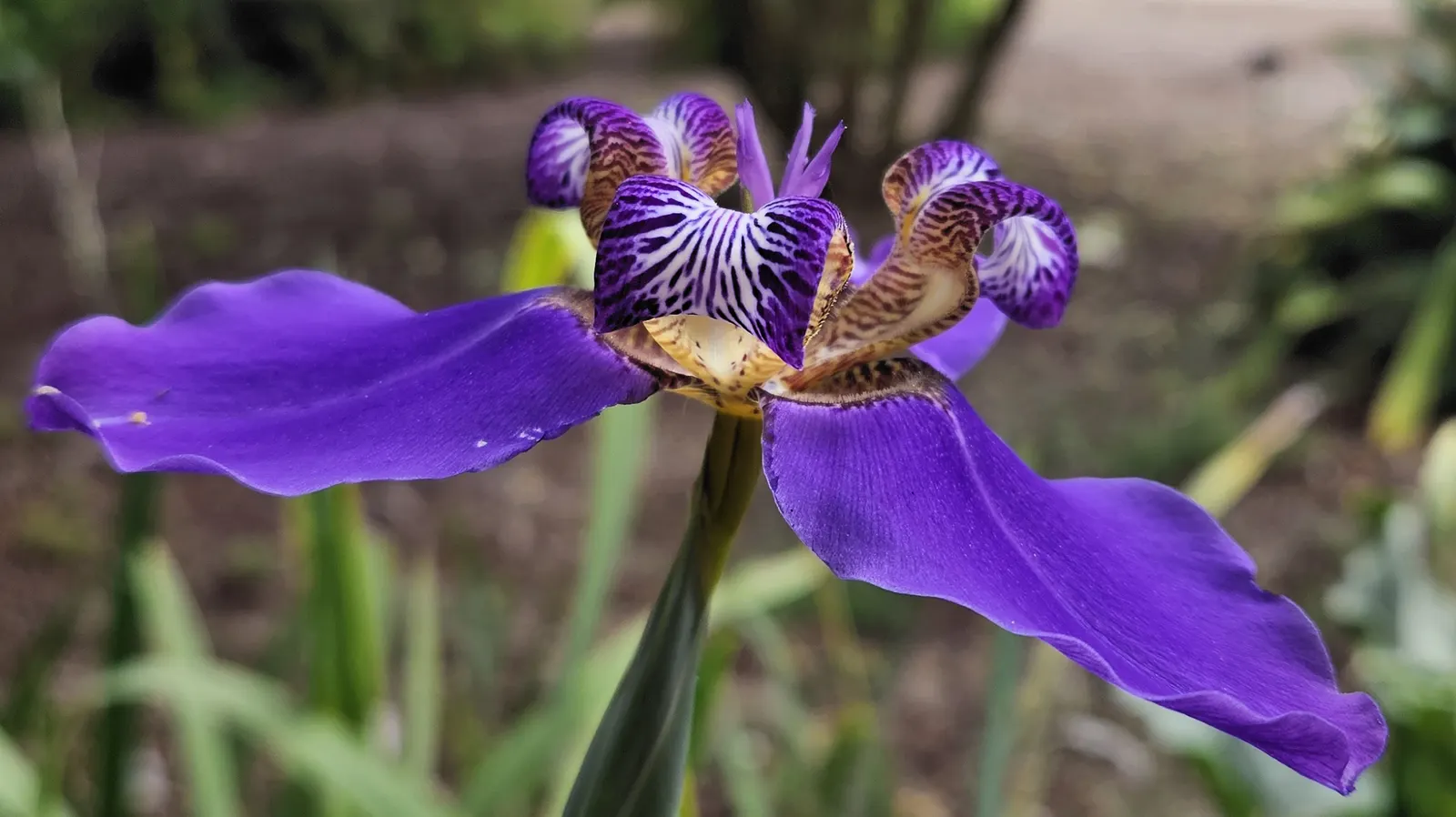 Apostle Plant (Neomarica Caerulea) — evergreen leaves that create a dense; making it a low-maintenance choice for the discerning gardener