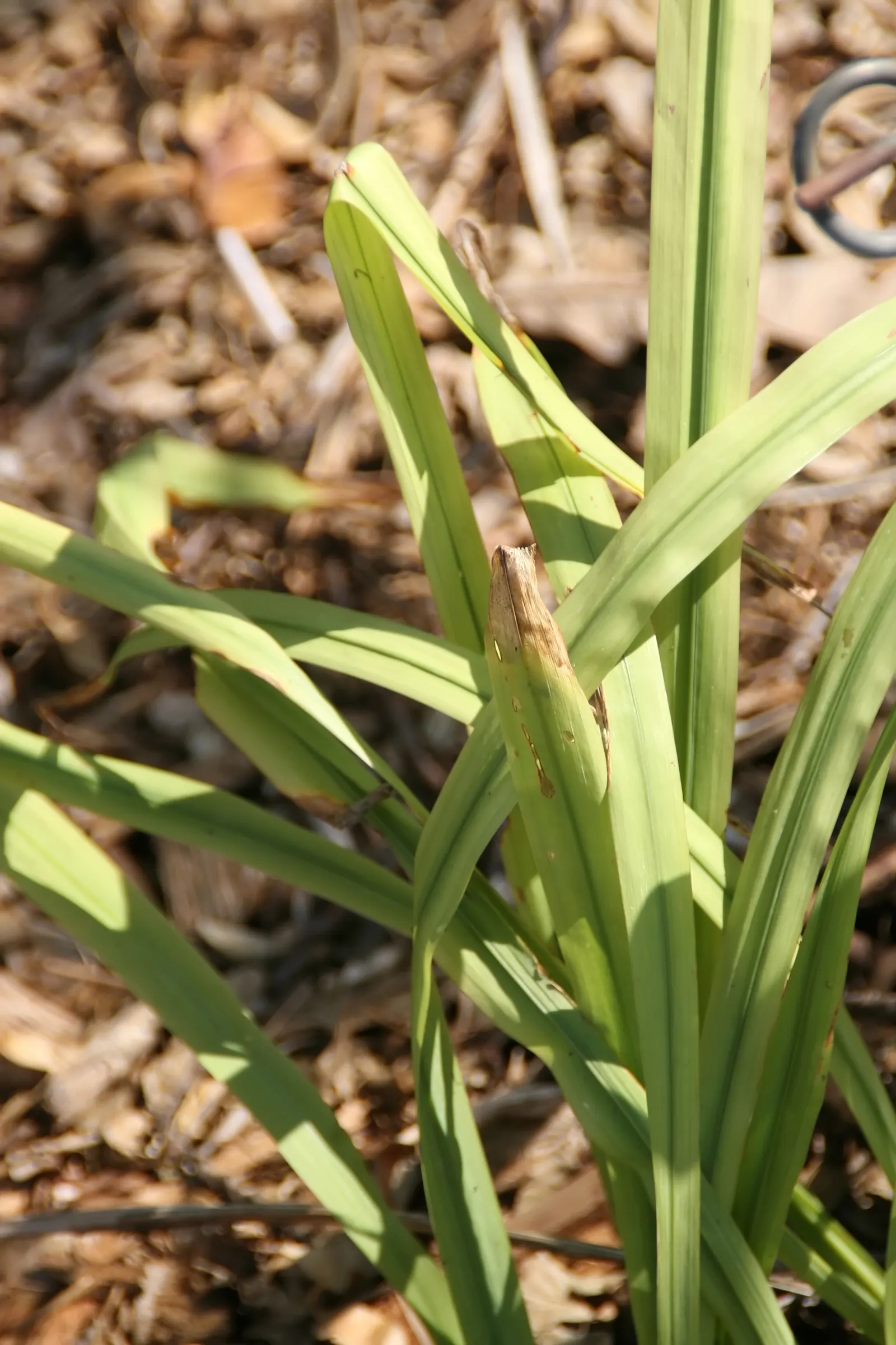 Apostle Plant (Neomarica Caerulea) — elongated petals and ornate maroon patterns near the base; in spring, this iris relative showcases striking, image 73