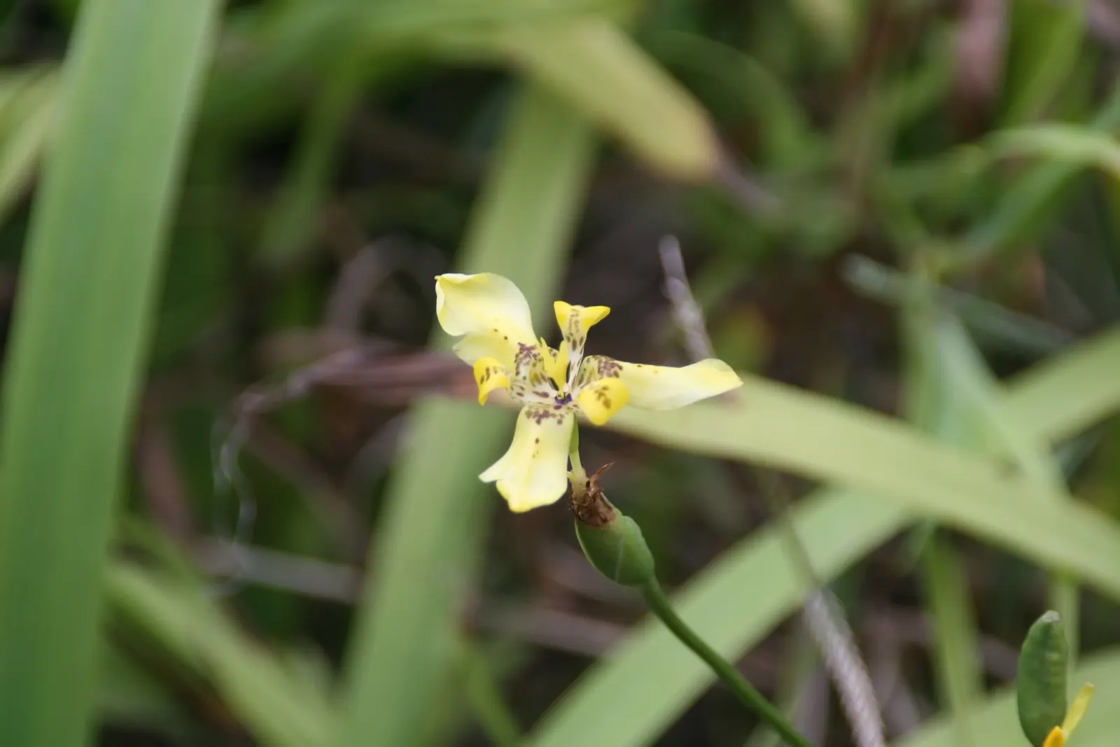 Apostle Plant (Neomarica Caerulea) — It thrives in partial to full shade; blooms typically appear in the spring and summer, presenting a showy, image 123