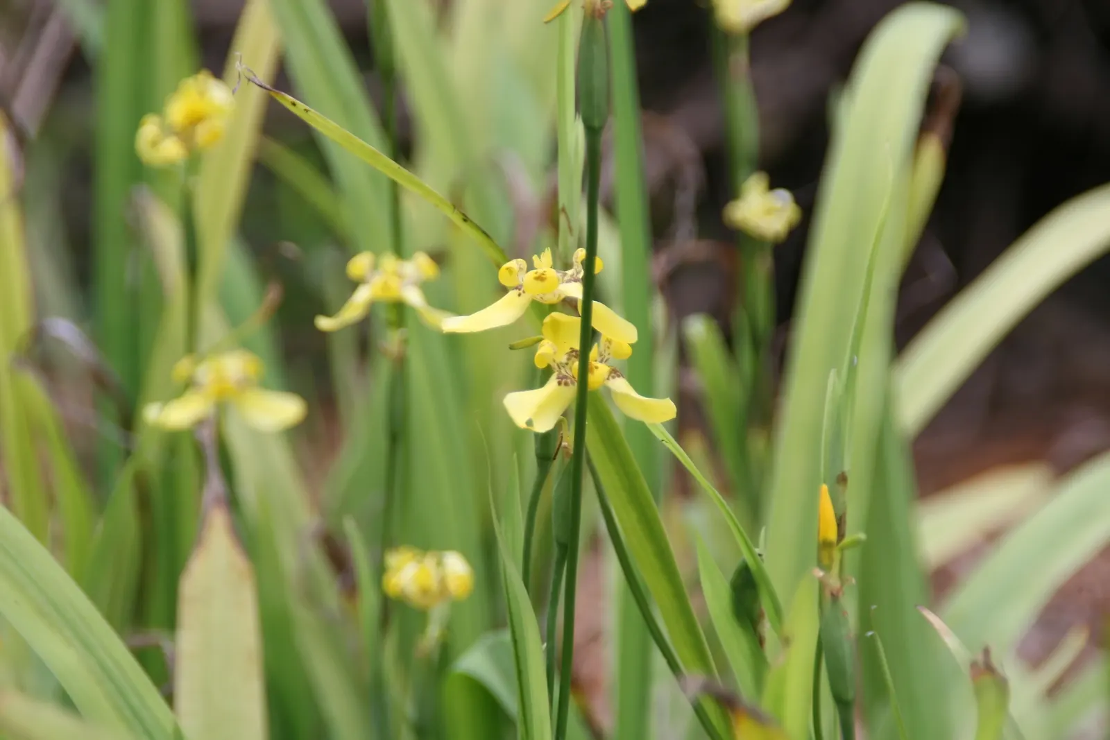 Apostle Plant (Neomarica Caerulea) — making it an excellent choice for adding lush