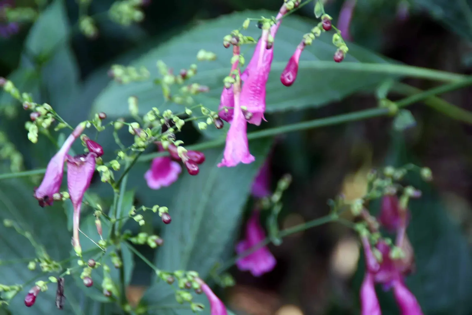 Apostle Plant (Neomarica Caerulea) — Native to the tropical regions of Central and South America, it flourishes in USDA hardiness zones 9 to 11; in, image 93