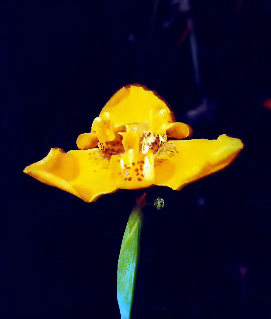 Apostle Plant (Neomarica Caerulea) — The Apostle Plant requires well-draining soil; it thrives in partial to full shade, image 98