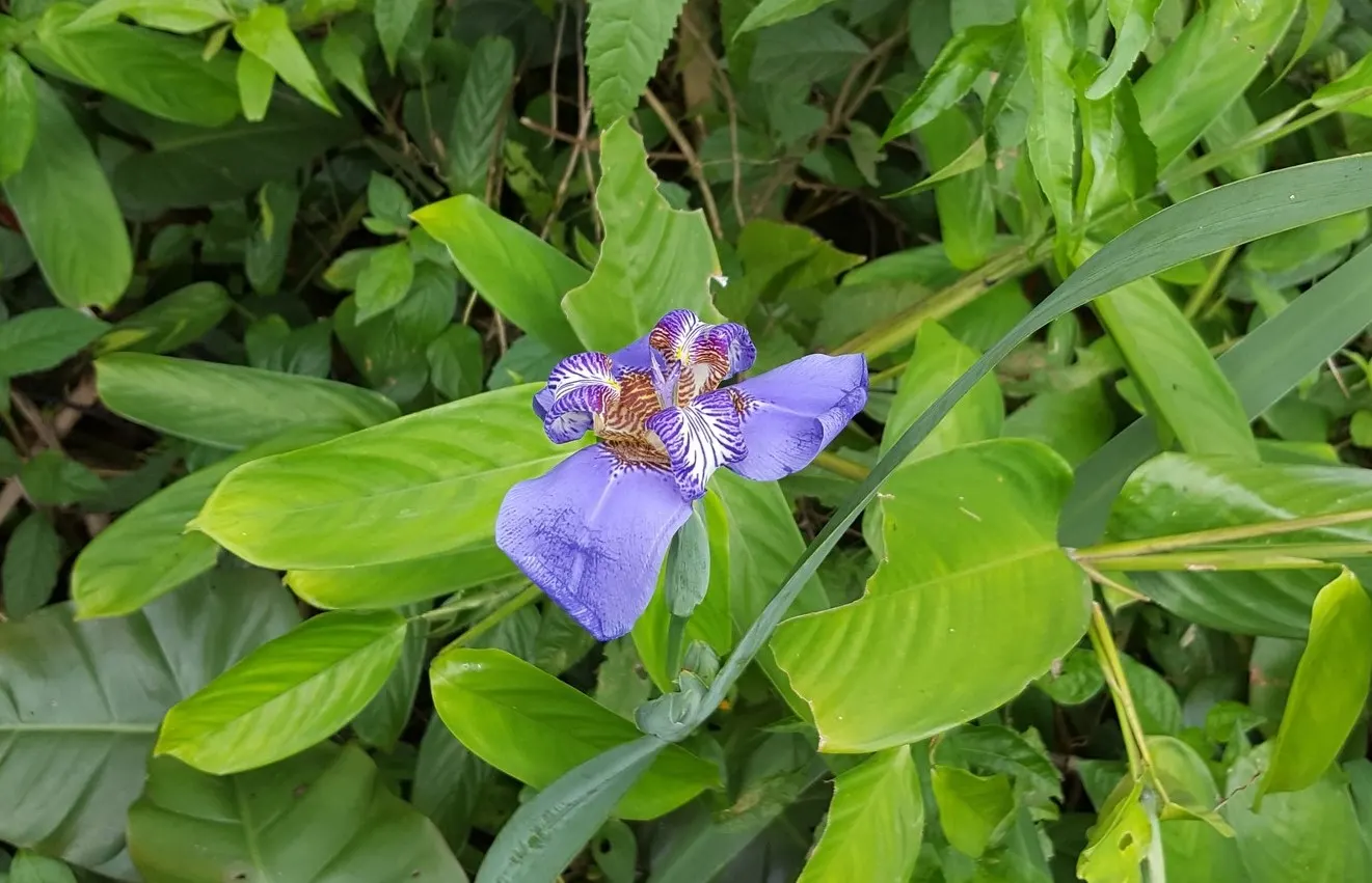 Apostle Plant (Neomarica Caerulea) — making it a low-maintenance choice for the discerning gardener; in spring, this iris relative showcases, image 81