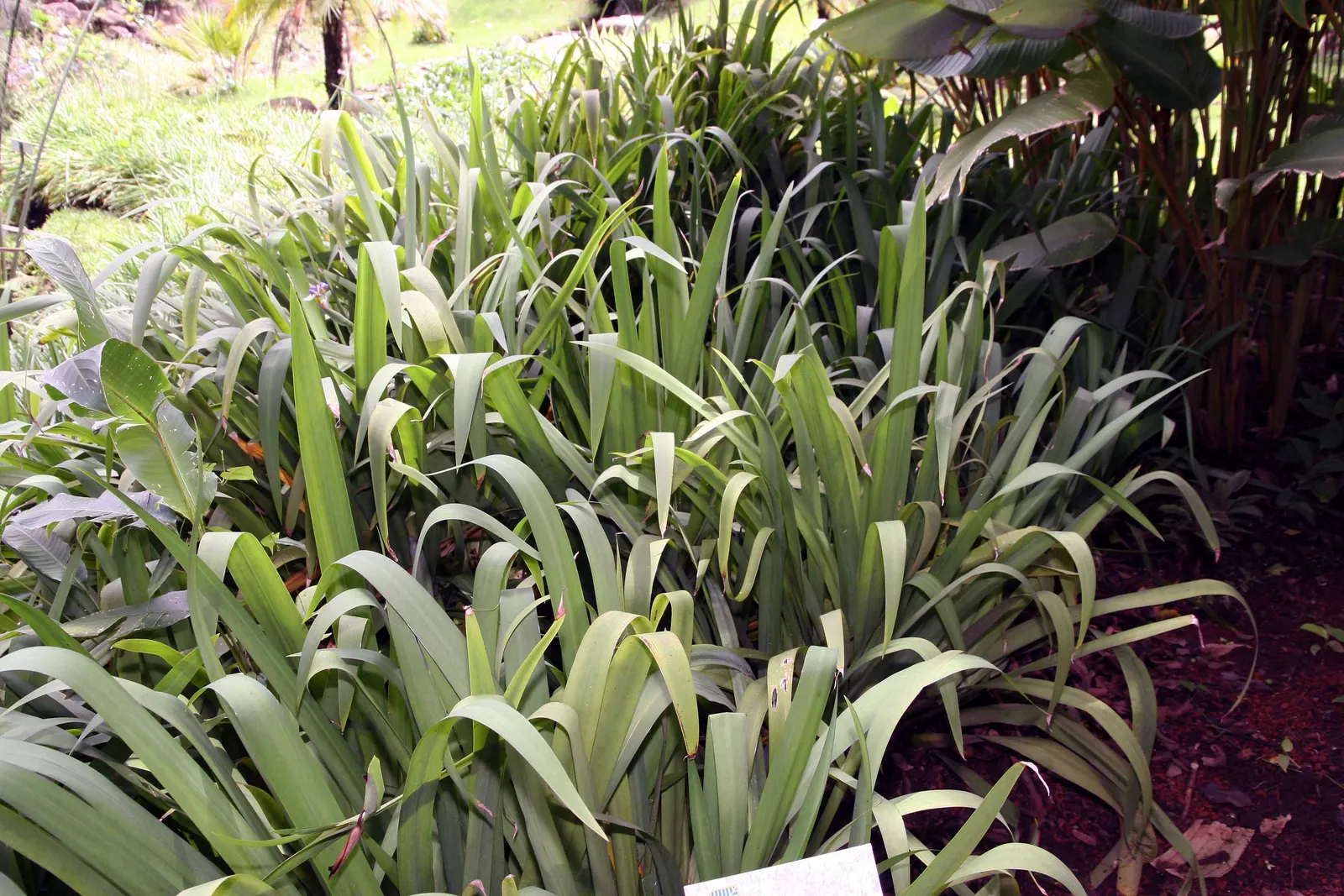 Apostle Plant (Neomarica Caerulea) — Prefers partial sun to light shade and well-draining soil; in spring, this iris relative showcases striking, image 117