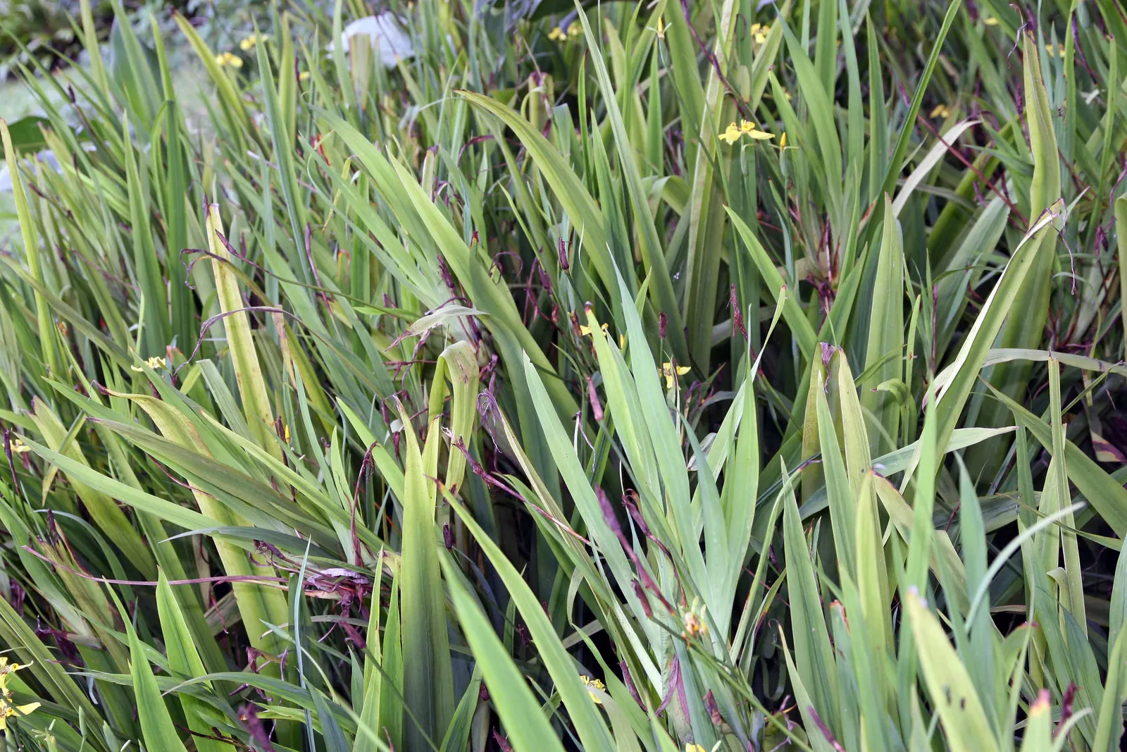 Apostle Plant (Neomarica Caerulea) — Ideal for creating textural contrast in borders or as an accent plant
