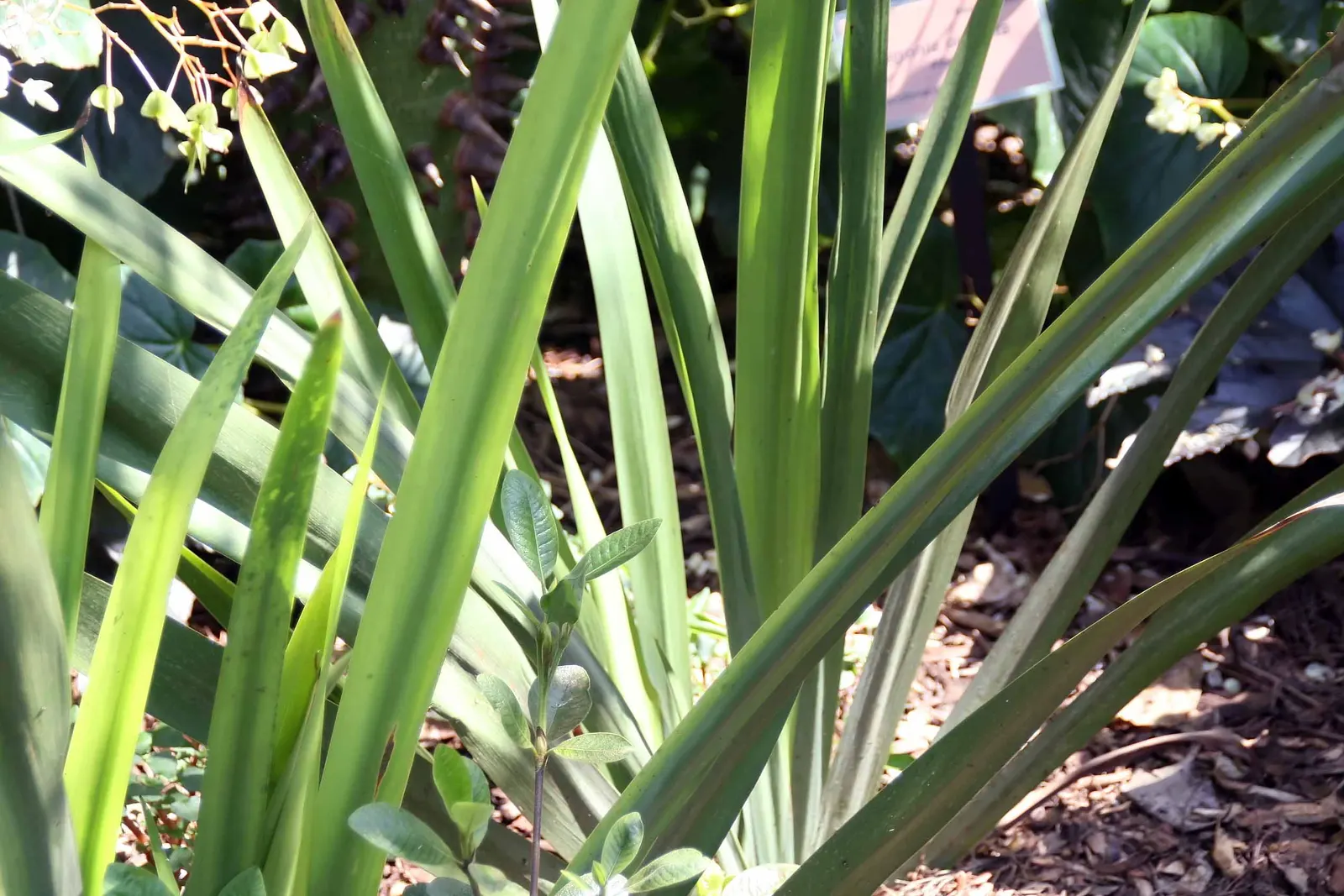 Apostle Plant (Neomarica Caerulea) — In colder climates, it should be grown in containers that can be moved indoors; blooms typically appear in the, image 79
