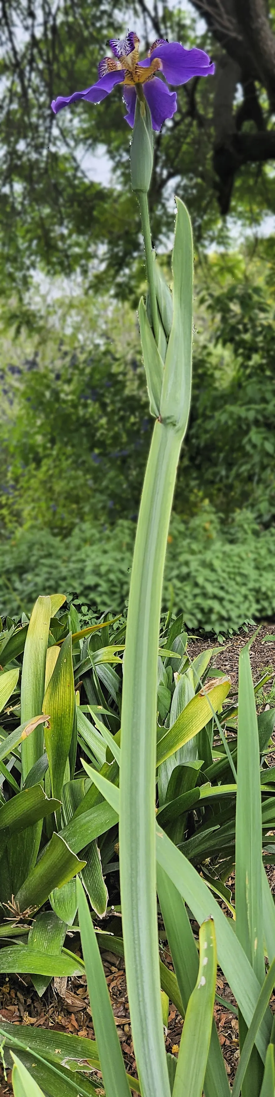 Apostle Plant (Neomarica Caerulea) — It earns its name by typically flowering when it sports 12 or more foliage fans; blooms typically appear in, image 87