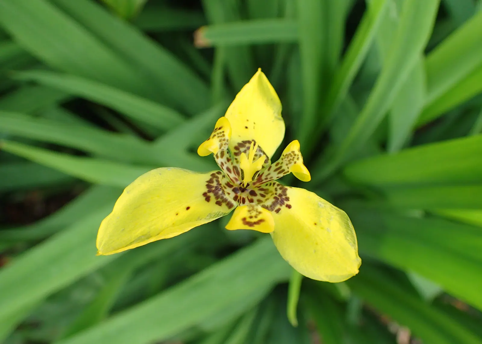 Apostle Plant (Neomarica Caerulea) — is a captivating perennial that adds a tropical touch to any garden; making it a low-maintenance choice for, image 64