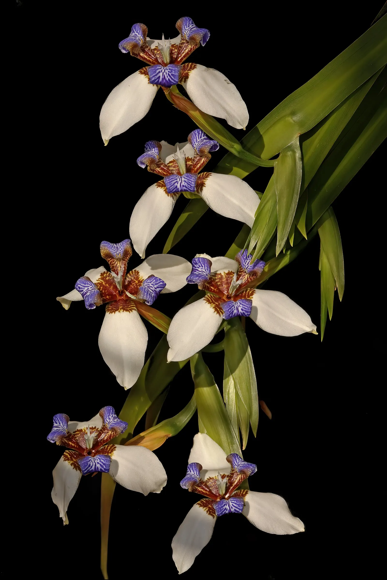 Apostle Plant (Neomarica Caerulea) — Blooms typically appear in the spring and summer, presenting a showy display; it thrives in partial to full, image 74