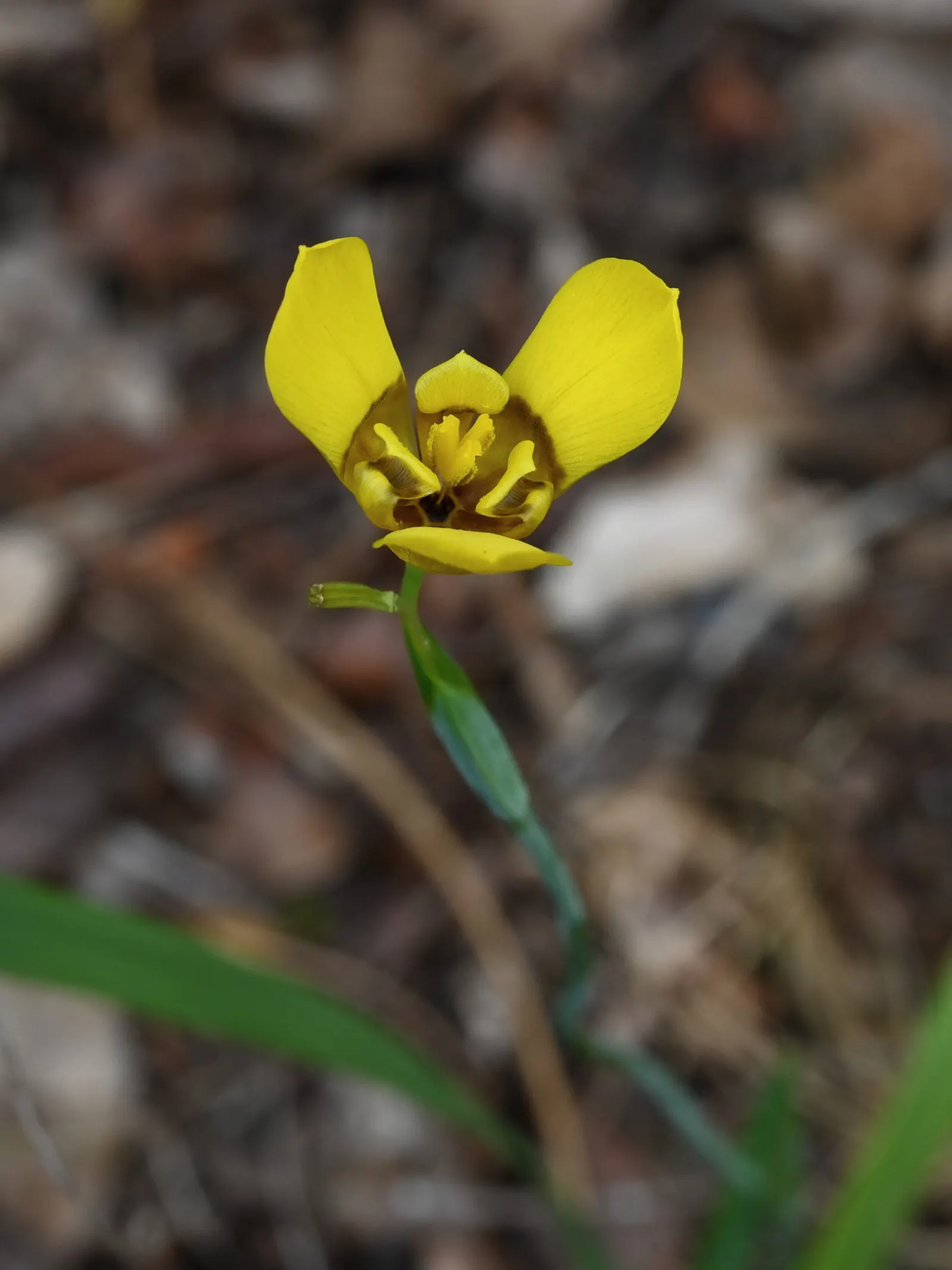 Apostle Plant (Neomarica Caerulea) — with a preference for slightly acidic to neutral pH levels.<br><br>It boasts iris-like; blooms typically, image 99