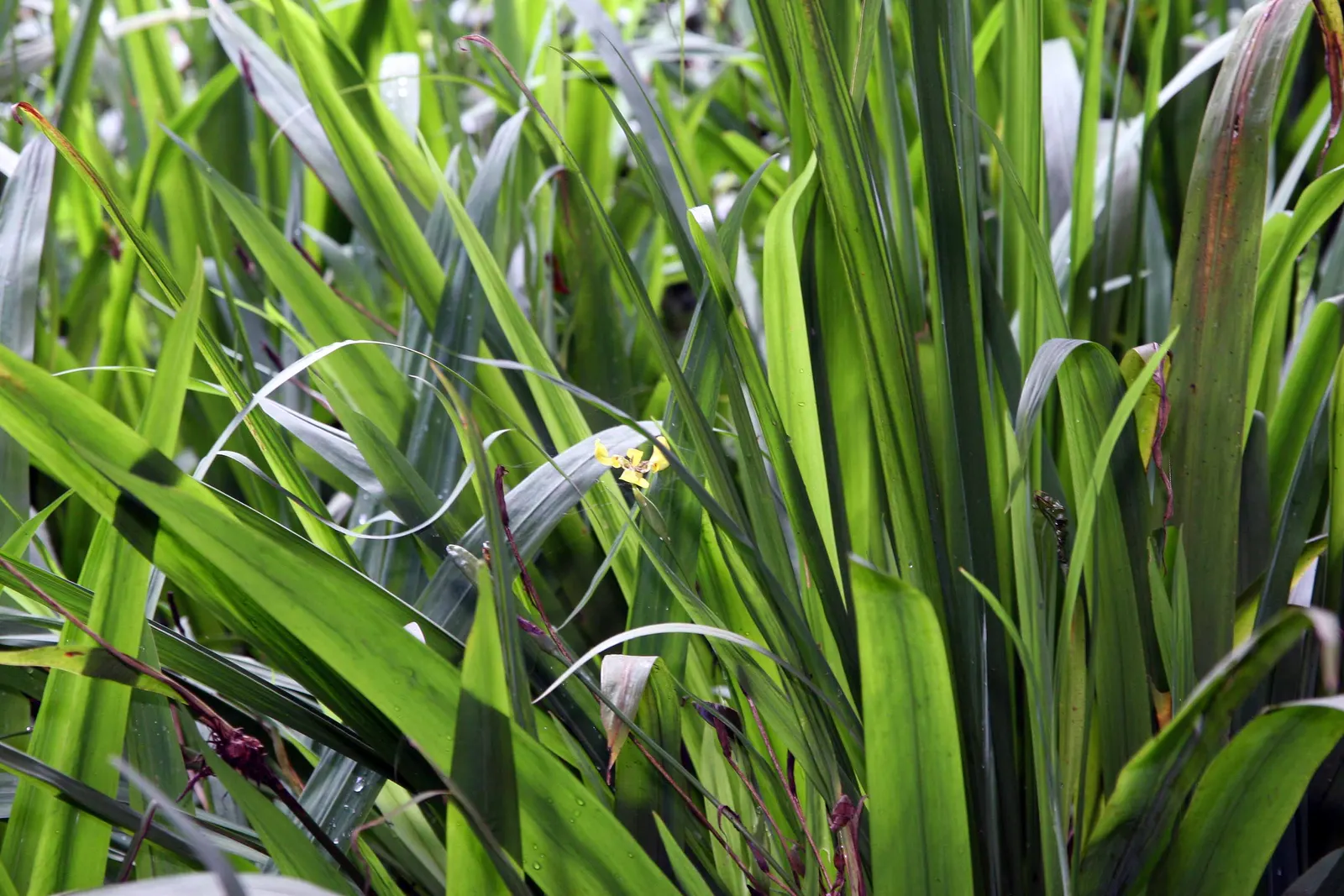 Apostle Plant (Neomarica Caerulea) — grassy clump.<br><br>Providing the Apostle Plant with consistent moisture is vital