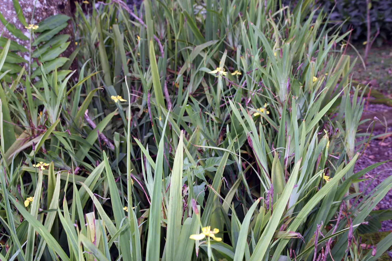 Apostle Plant (Neomarica Caerulea) — It thrives in partial to full shade; blooms typically appear in the spring and summer, presenting a showy, image 95