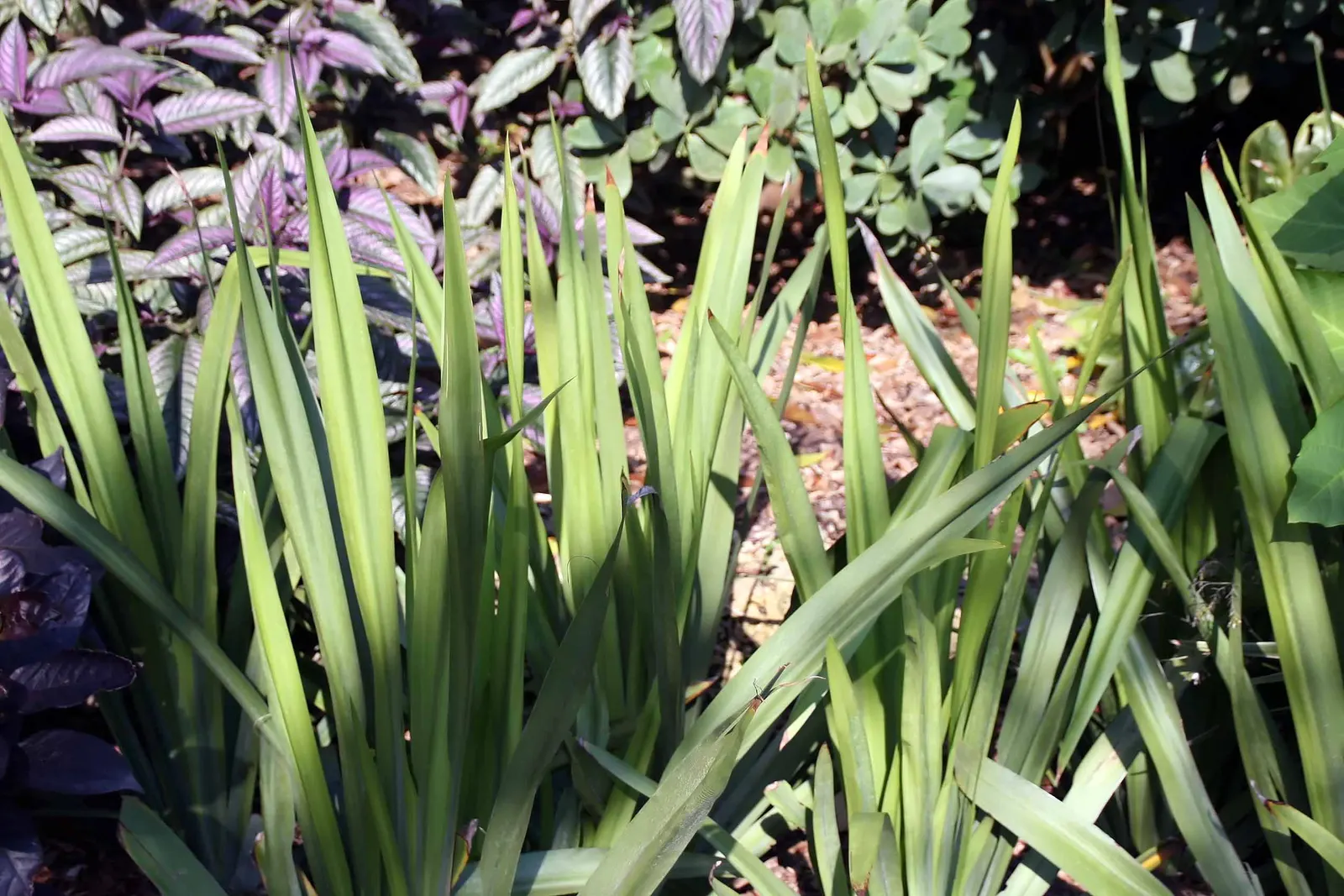 Apostle Plant (Neomarica Caerulea) — Minimal pruning is needed - just remove any spent flowers or damaged leaves to maintain its neat appearance, image 108