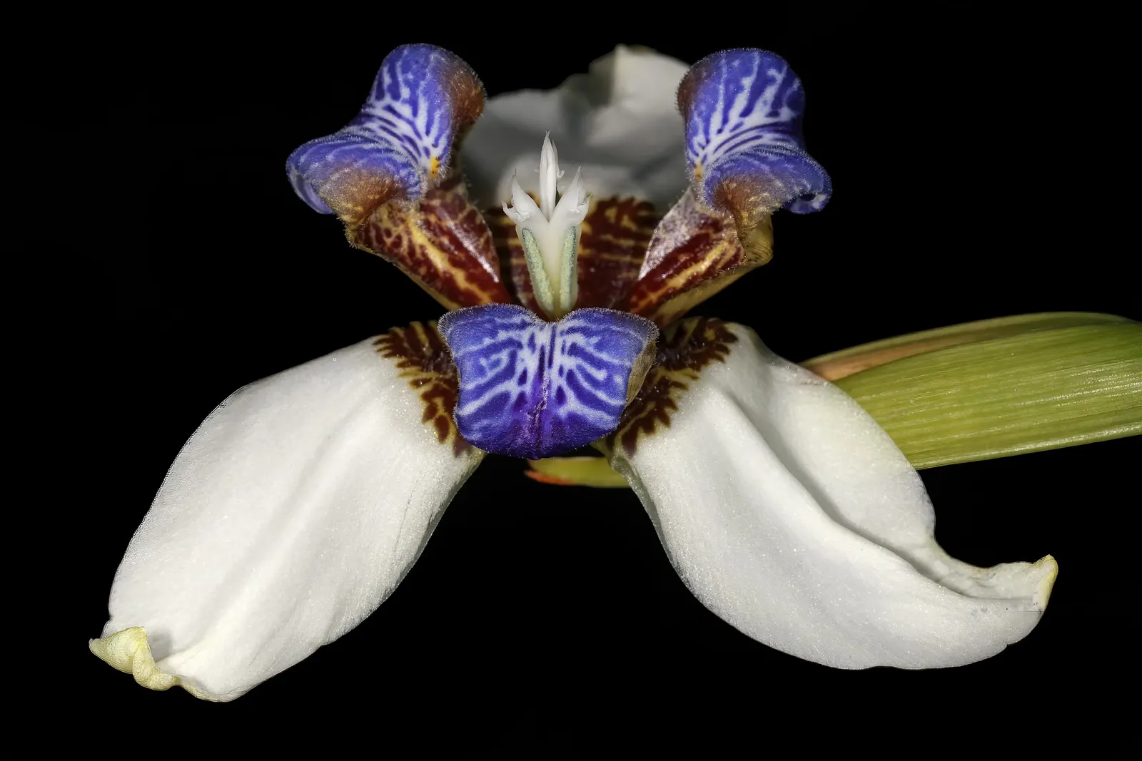 Apostle Plant (Neomarica Caerulea) — reaching up to 3 feet long; it thrives in partial to full shade, image 86