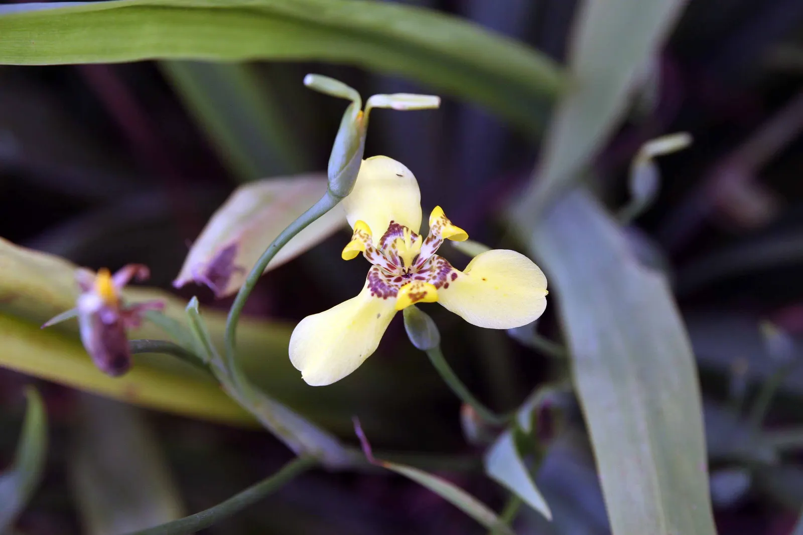 Apostle Plant (Neomarica Caerulea) — green textures under the canopy of taller trees or in those shadier areas of the garden; in spring, this iris, image 153