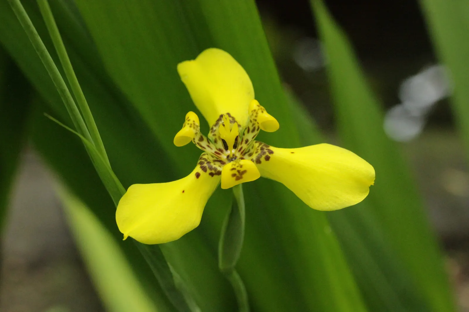 Apostle Plant (Neomarica Caerulea) — green textures under the canopy of taller trees or in those shadier areas of the garden; in spring, this iris, image 69
