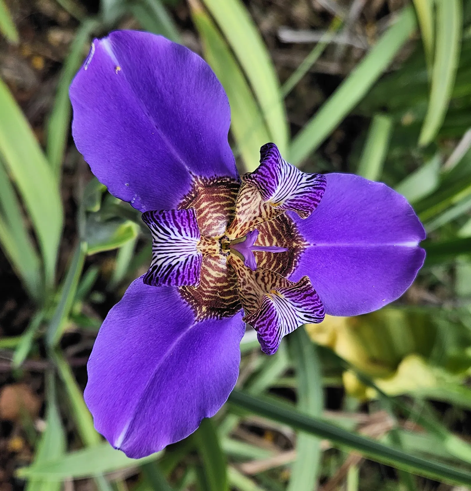 Apostle Plant (Neomarica Caerulea) — scientifically known as Neomarica caerulea