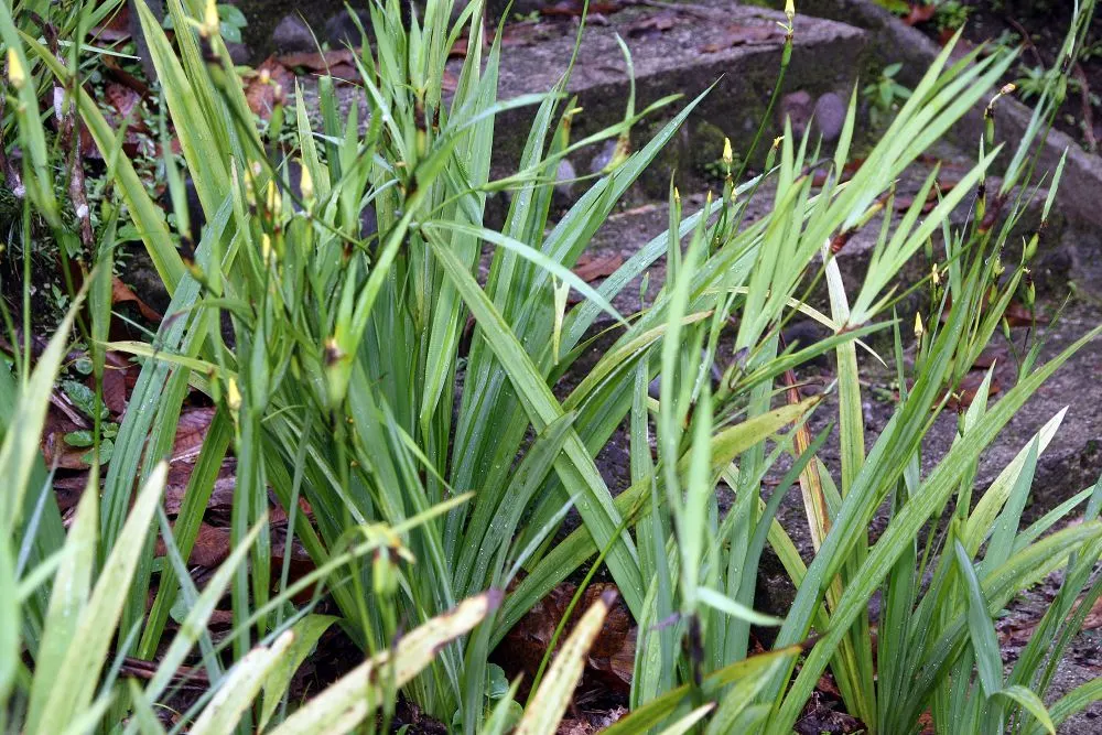Apostle Plant (Neomarica Caerulea) — "Apostle Plant," stems from the belief that it flowers only when the plant has twelve leaves; it thrives in, image 66