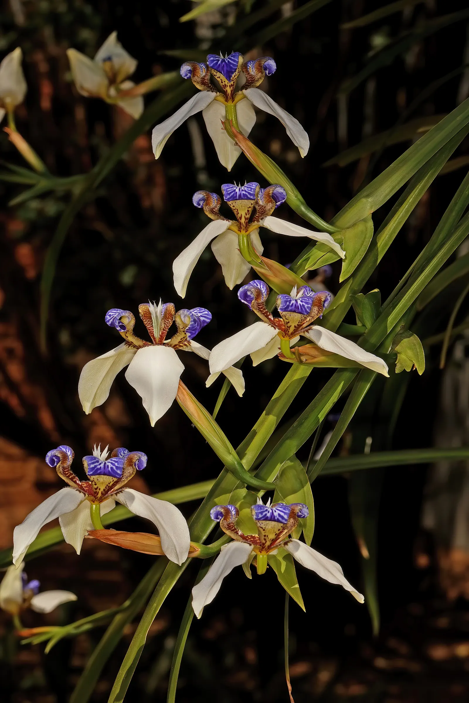 Apostle Plant (Neomarica Caerulea) — evergreen leaves that create a dense; making it a low-maintenance choice for the discerning gardener, image 132
