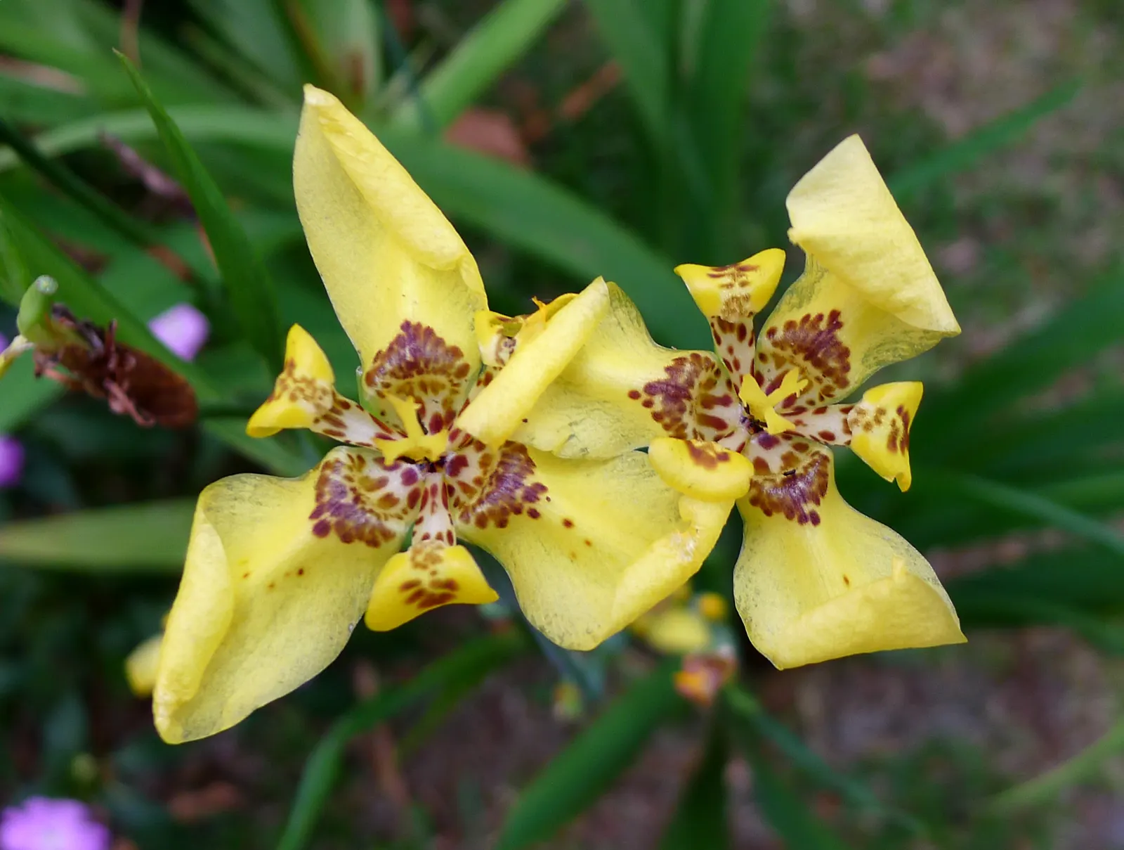 Apostle Plant (Neomarica Caerulea) — scientifically known as Neomarica caerulea; blooms typically appear in the spring and summer, presenting a, image 91