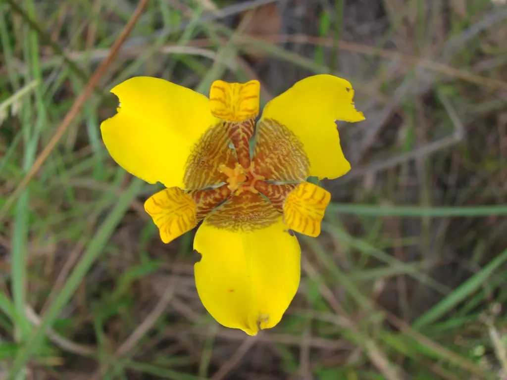 Apostle Plant (Neomarica Caerulea) — Prefers partial sun to light shade and well-draining soil; in spring, this iris relative showcases striking, image 89