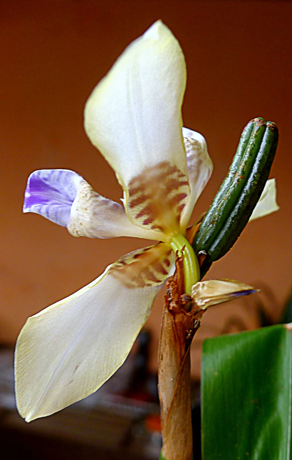 Apostle Plant (Neomarica Caerulea) — with a preference for slightly acidic to neutral pH levels.<br><br>It boasts iris-like; blooms typically, image 127