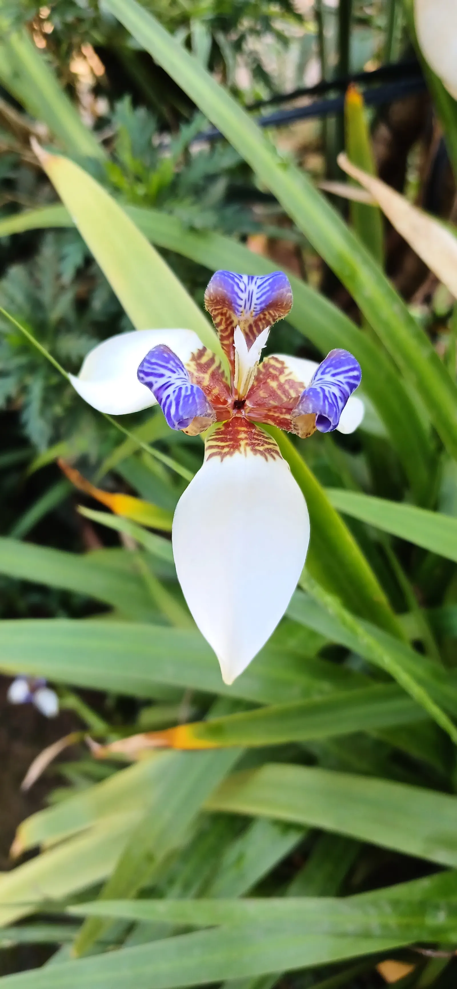 Apostle Plant (Neomarica Caerulea) — perennial with blue blooms; blooms typically appear in the spring and summer, presenting a showy display