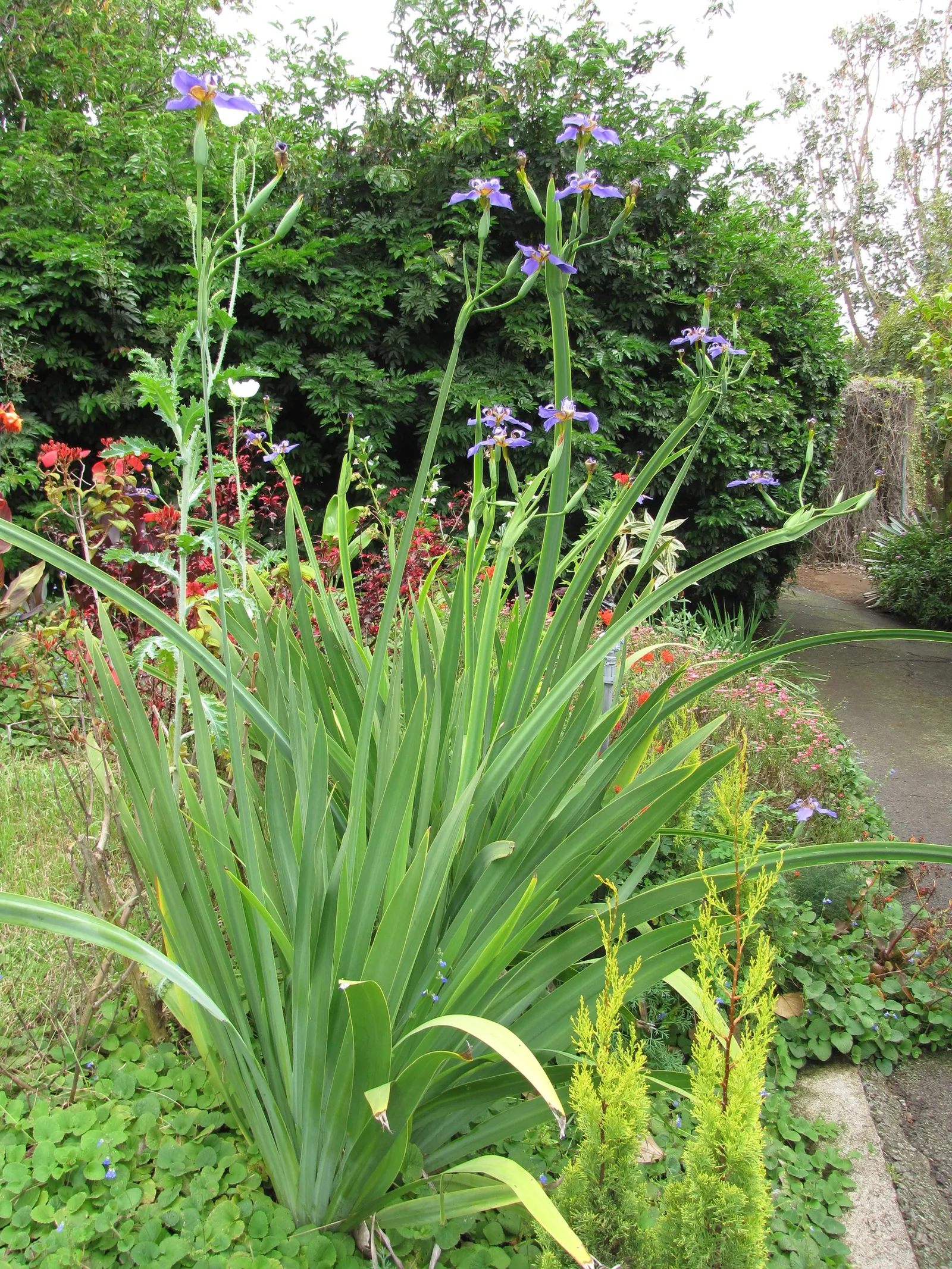 Apostle Plant (Neomarica Caerulea) — In colder climates, it should be grown in containers that can be moved indoors