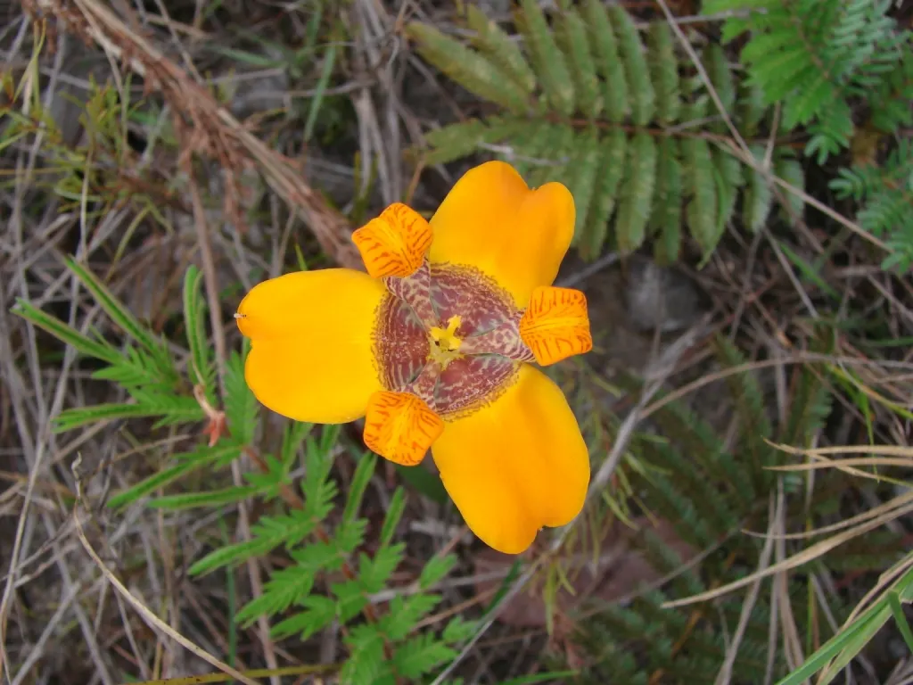 Apostle Plant (Neomarica Caerulea) — The foliage is equally impressive; blooms typically appear in the spring and summer, presenting a showy display