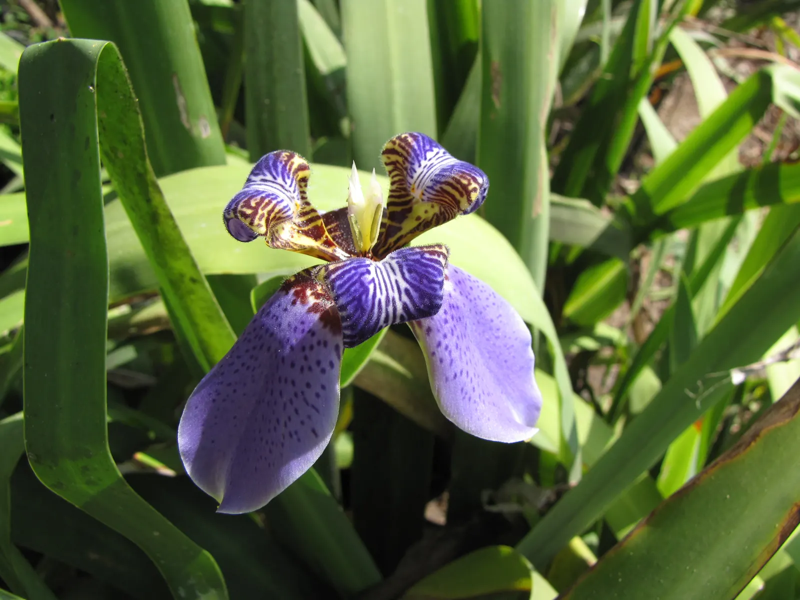 Apostle Plant (Neomarica Caerulea) — blue flowers in the garden; it thrives in partial to full shade, image 110