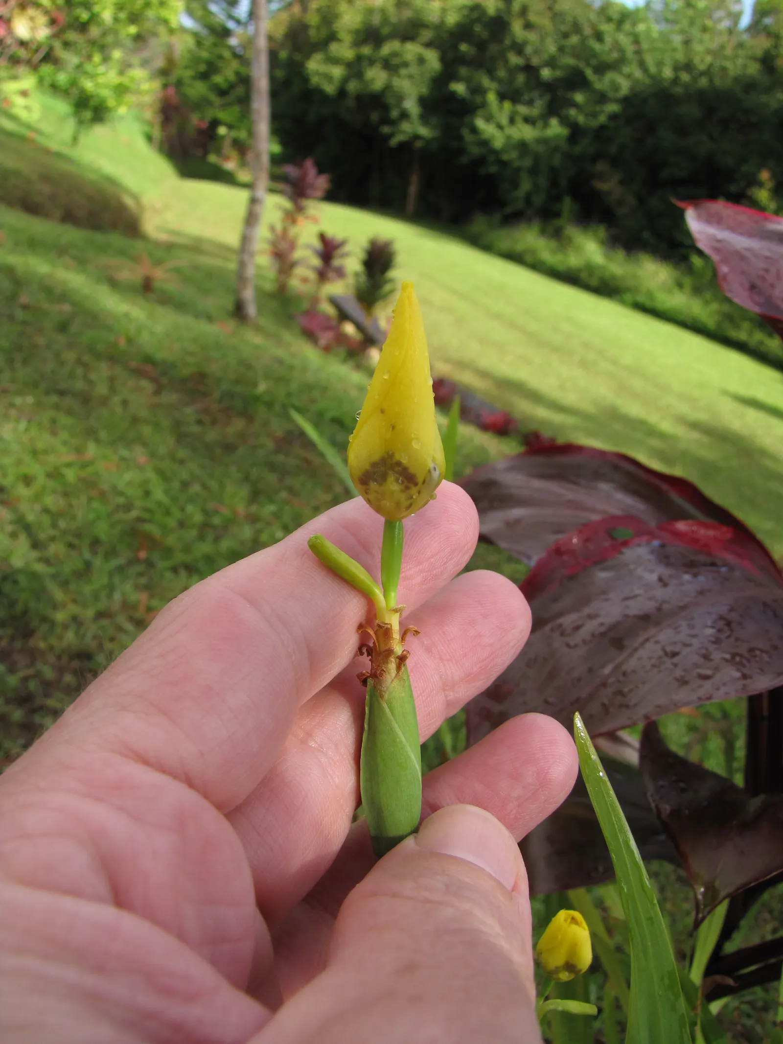 Apostle Plant (Neomarica Caerulea) — Prefers partial sun to light shade and well-draining soil; in spring, this iris relative showcases striking, image 145
