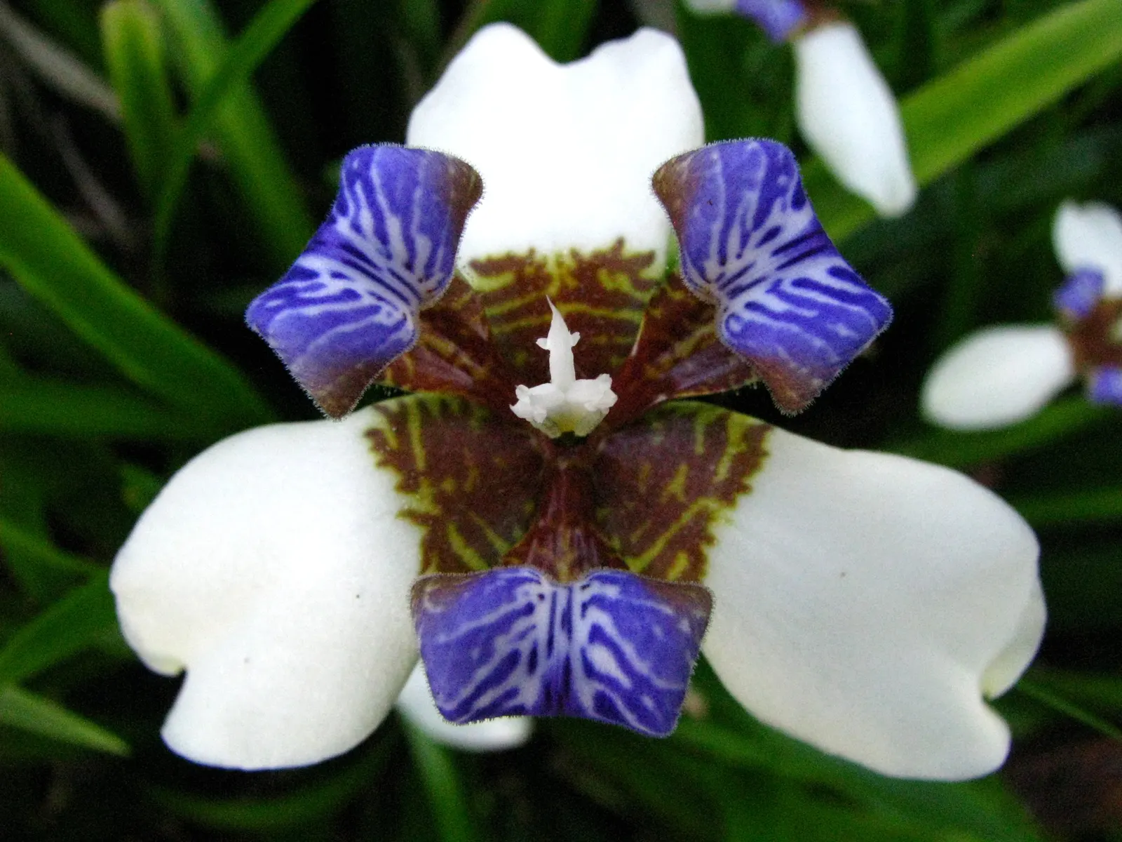 Apostle Plant (Neomarica Caerulea) — Native to the tropical regions of Central and South America, it flourishes in USDA hardiness zones 9 to 11; in, image 121